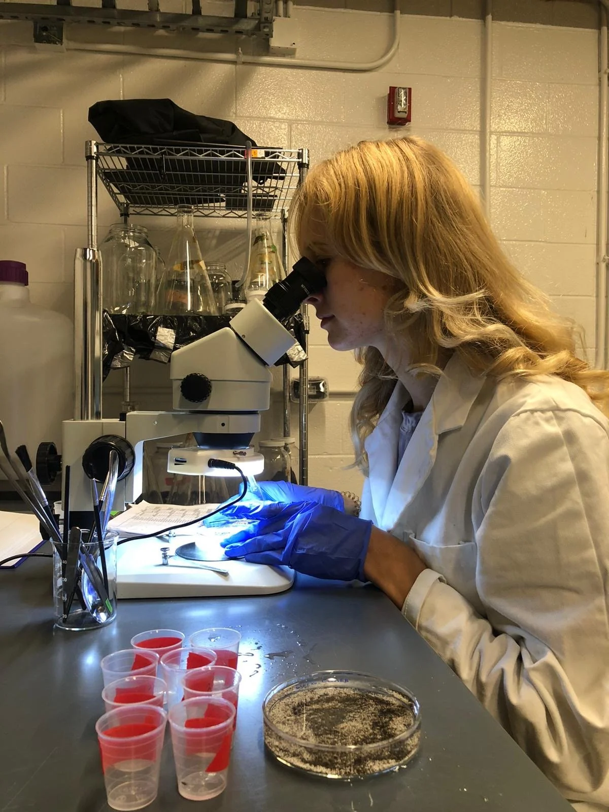 May Jagodkin observing Tubifex tubifex under a microscope
