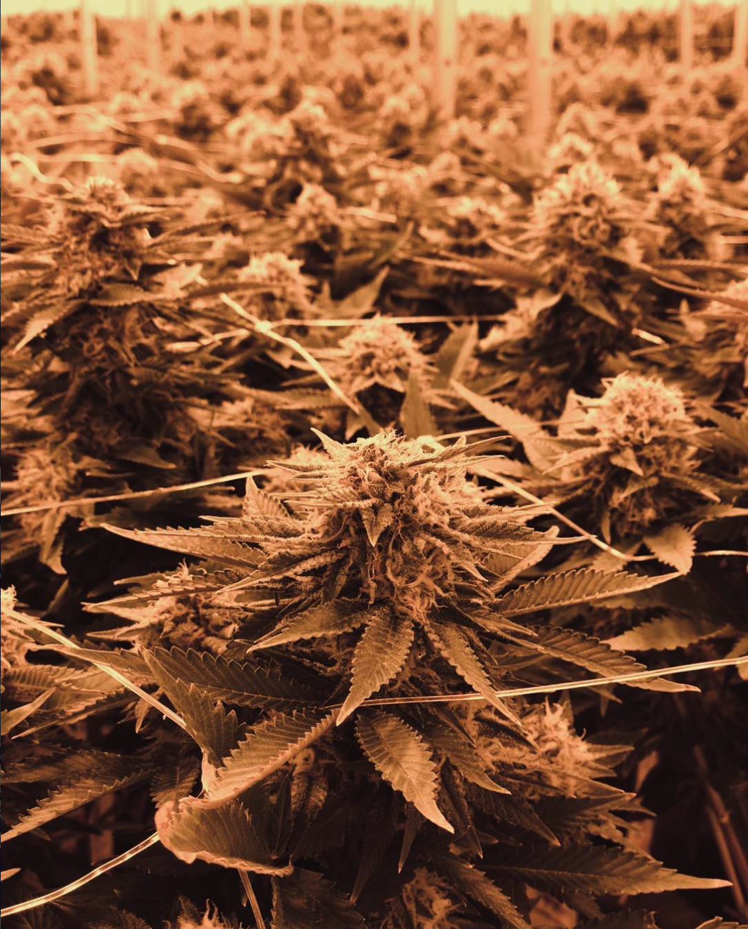 HLVD 24 hrs turnaround