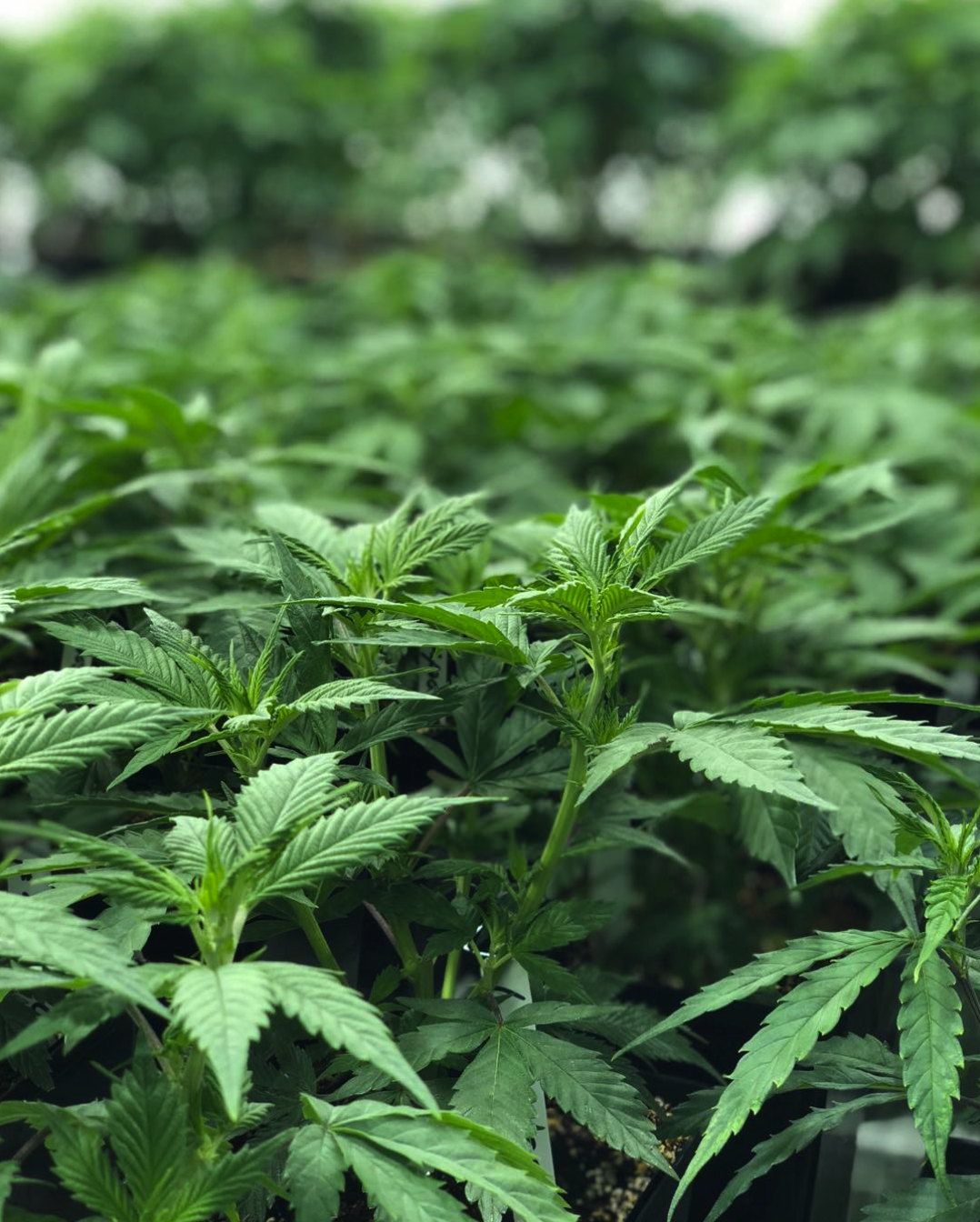 HLVD 3hrs turn around