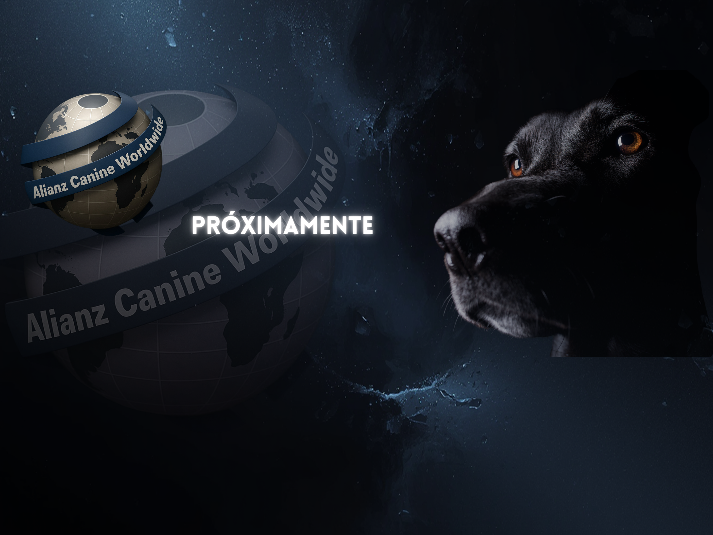 En esta sección estaremos subiendo las noticias y artículos más relevantes del mundo de los perros. 