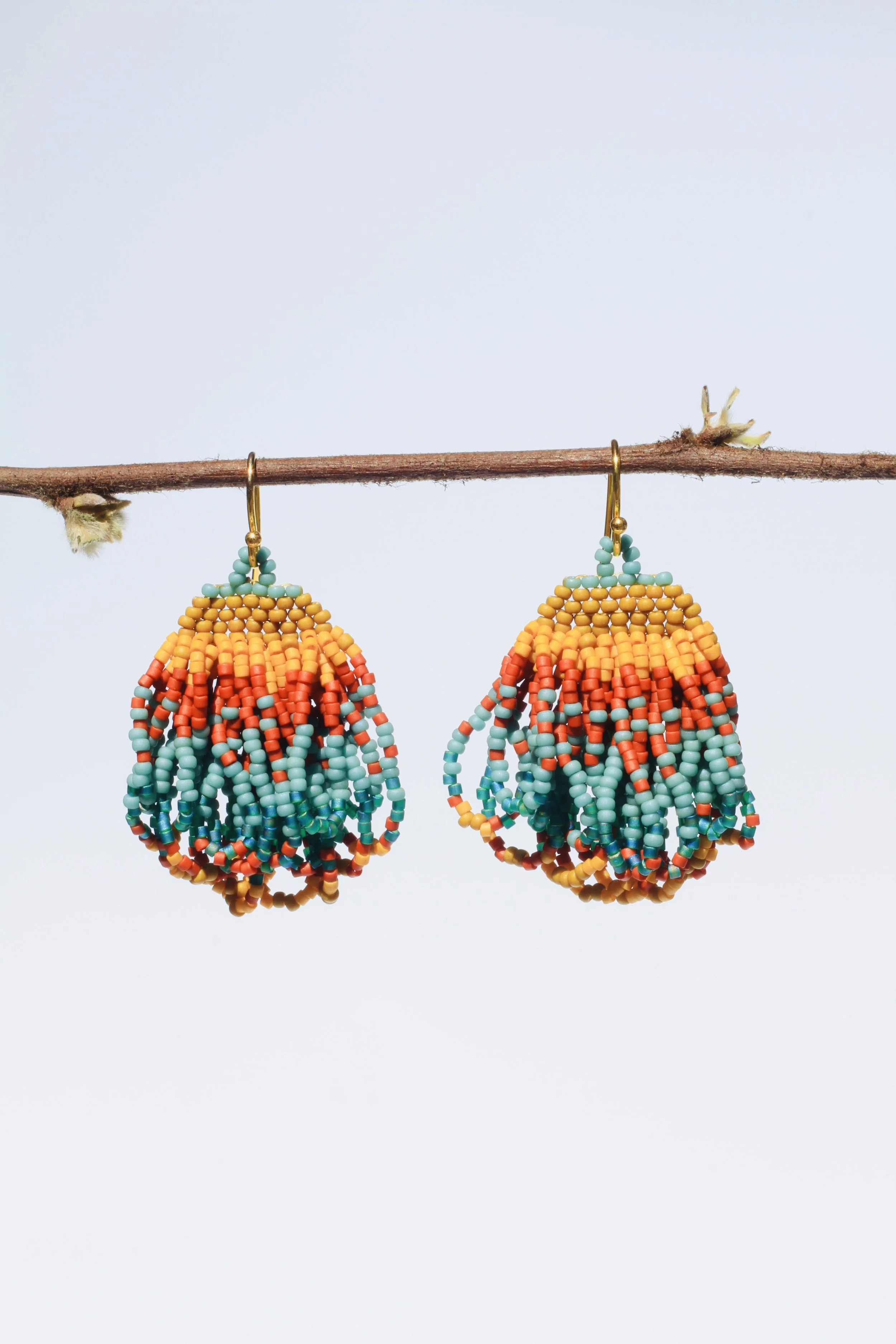 Desert Wall Nymph's Purse