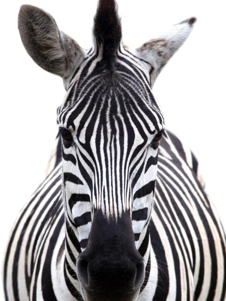 The Zebra Story
