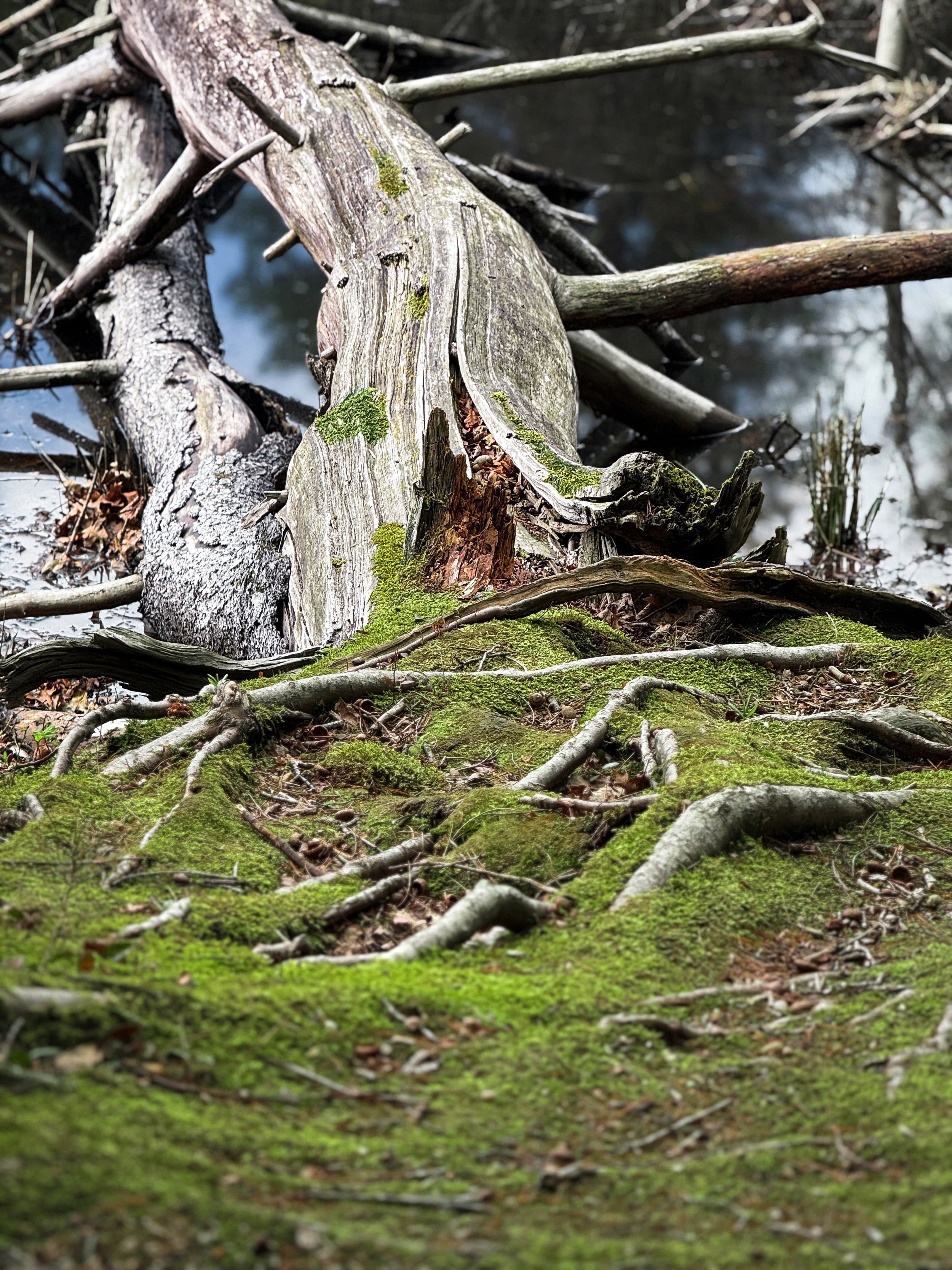 Echoes of the Old Timber | Sag Harbor, New York  2025