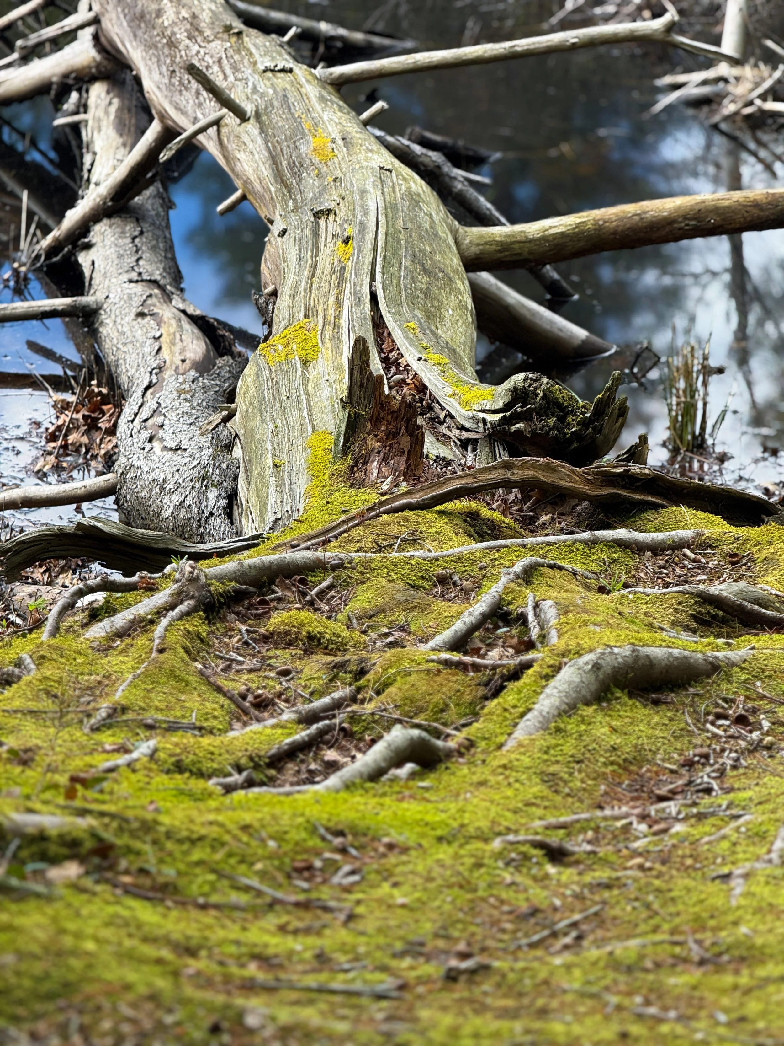 Echoes of the Old Timber | Sag Harbor