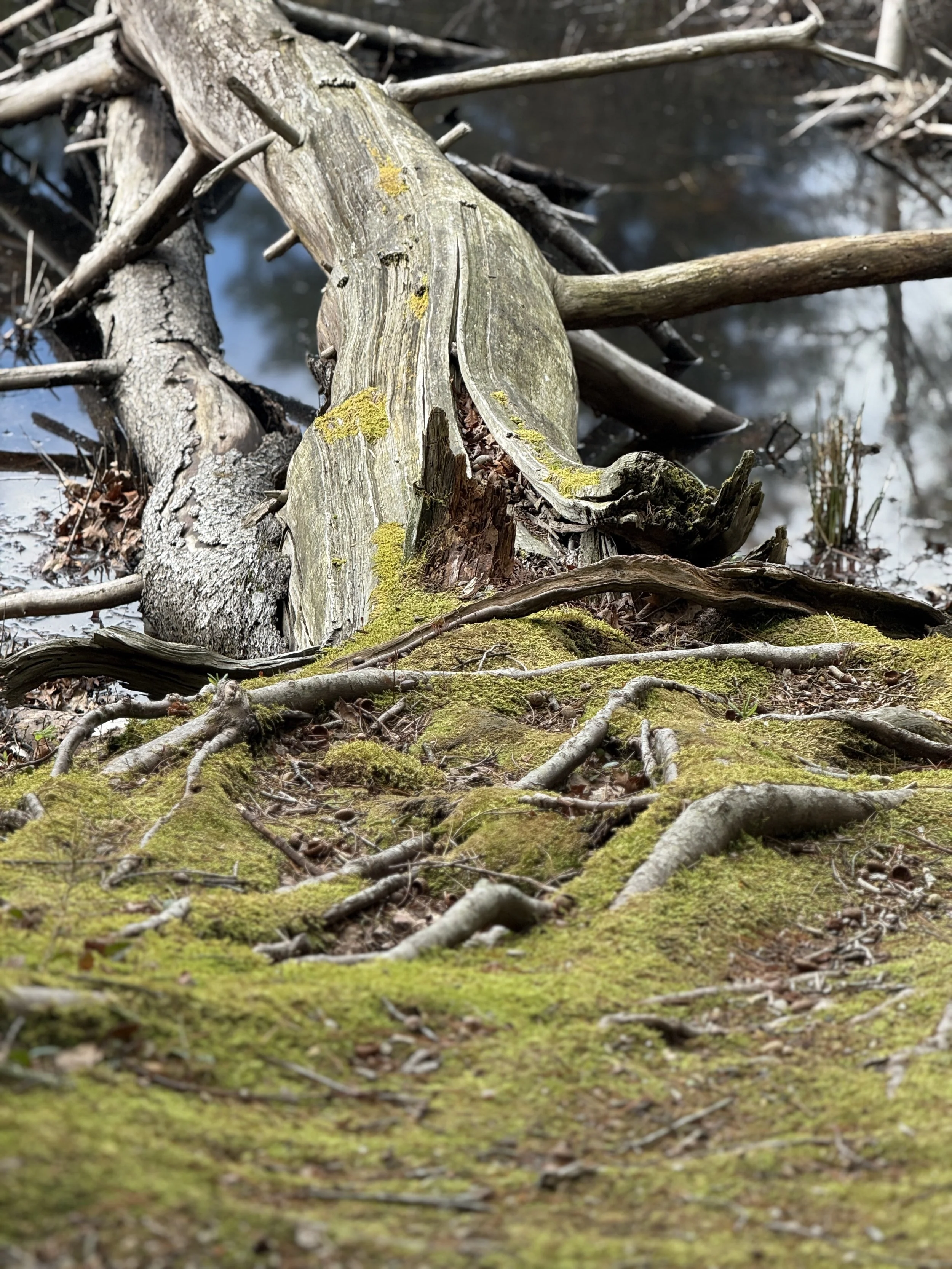 Echoes of the Old Timber | Sag Harbor