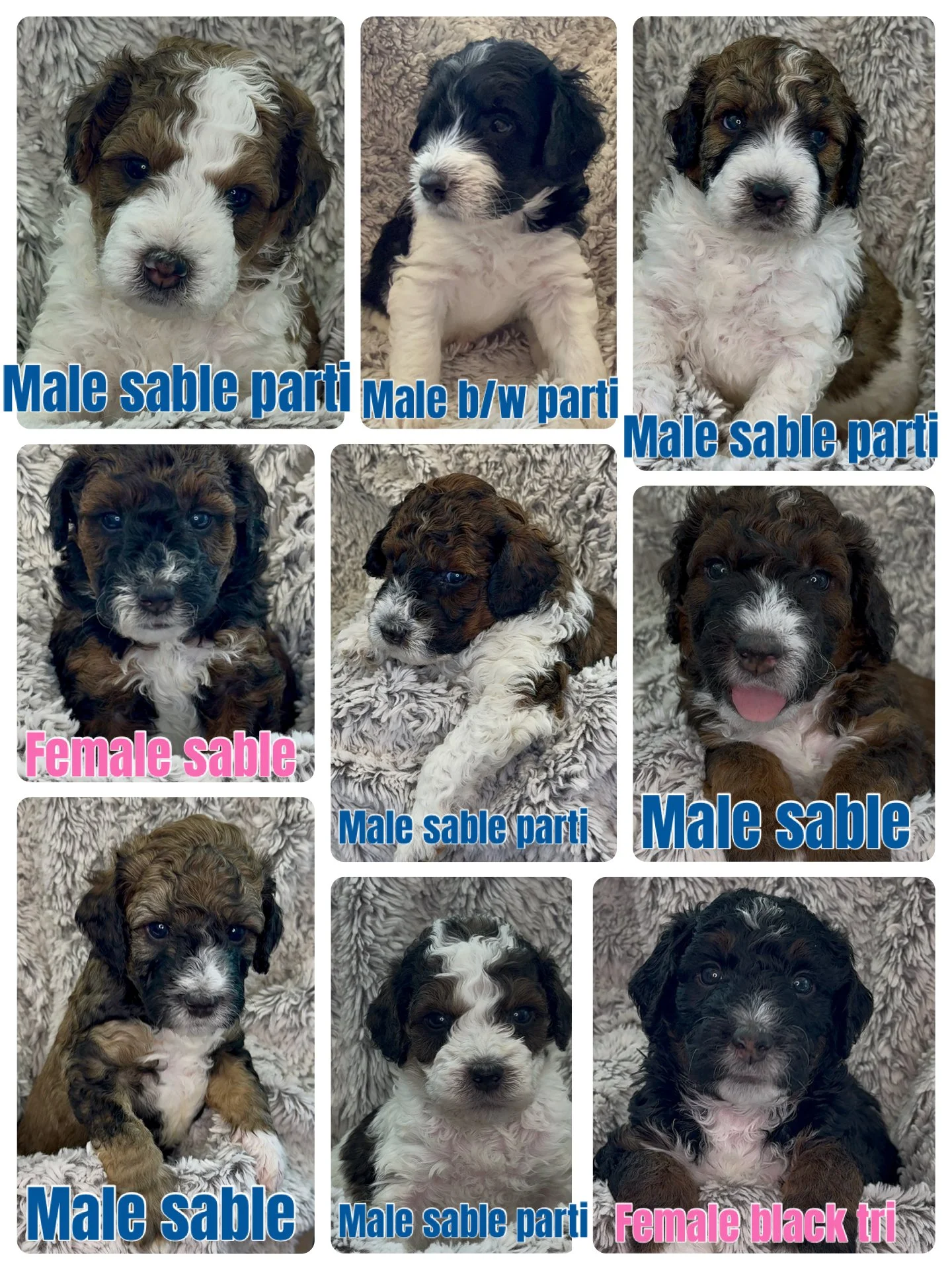 Collage of ten adorable puppies with various coat colors and markings. Some puppies are labeled as male or female, with color descriptors such as sable, black tri, and b/w, and markings like parti and black tri.