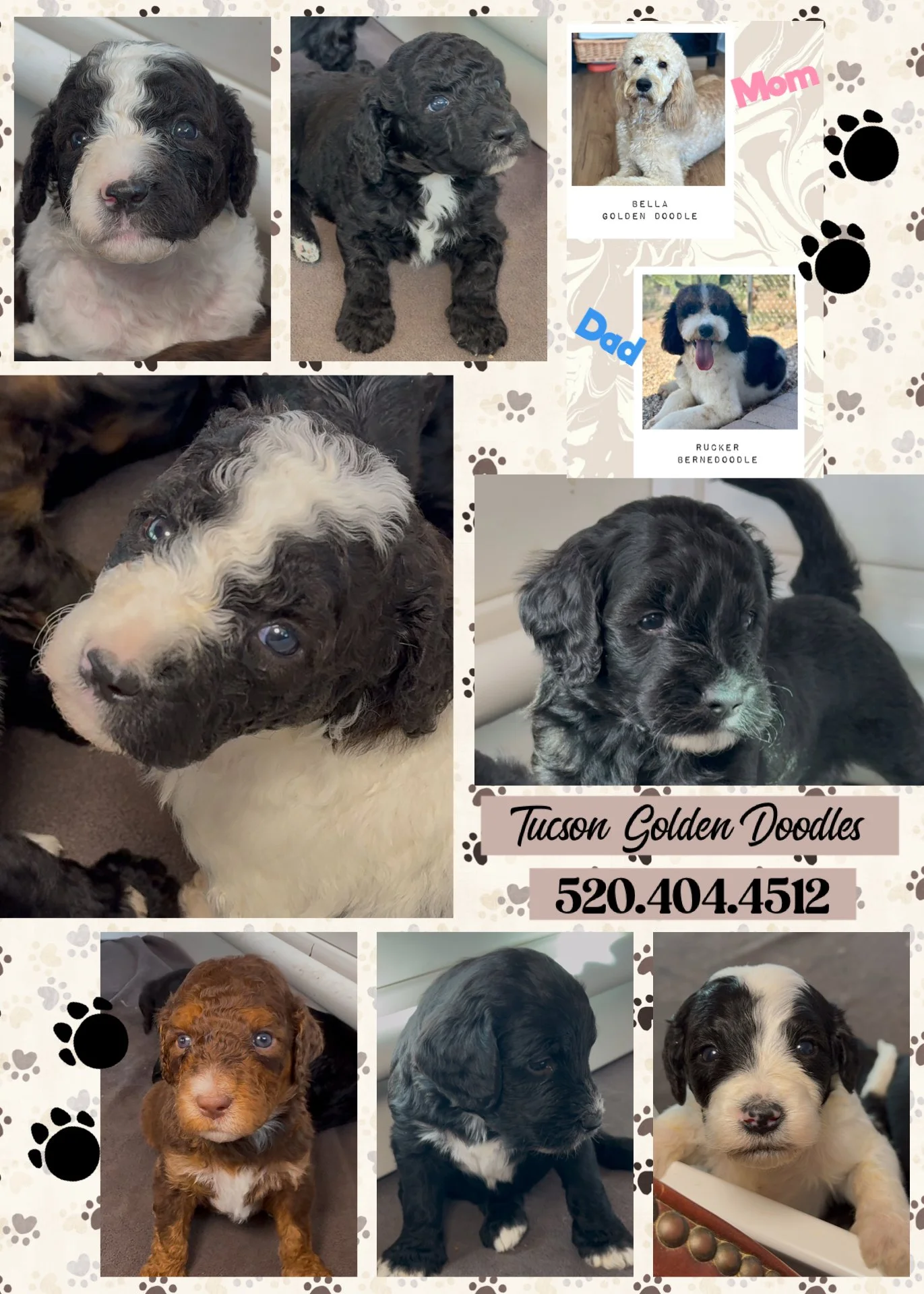 Collage of multiple photos of adorable puppies, mainly of the Golden Doodles breed, with contact information and text indicating 'Tucson Golden Doodles' and a phone number. The background features paw prints and dog-themed decorative patterns.