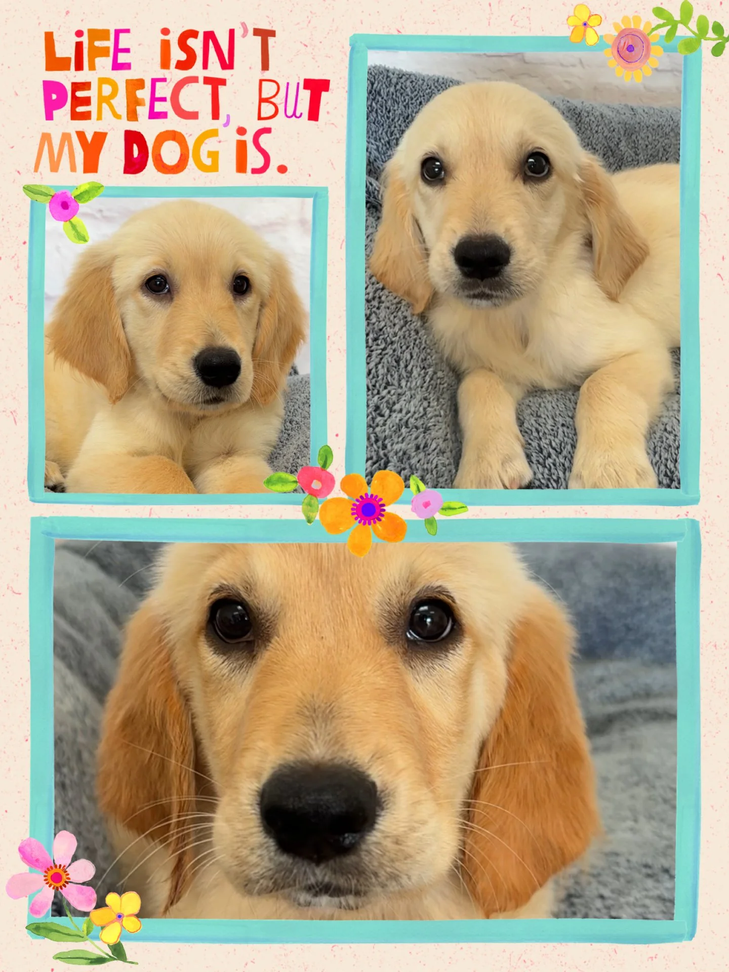 A collage with three photos of a golden retriever puppy, framed with colorful flowers. The top left corner features a quote in colorful letters that reads, 'Life isn't perfect, but my dog is.'