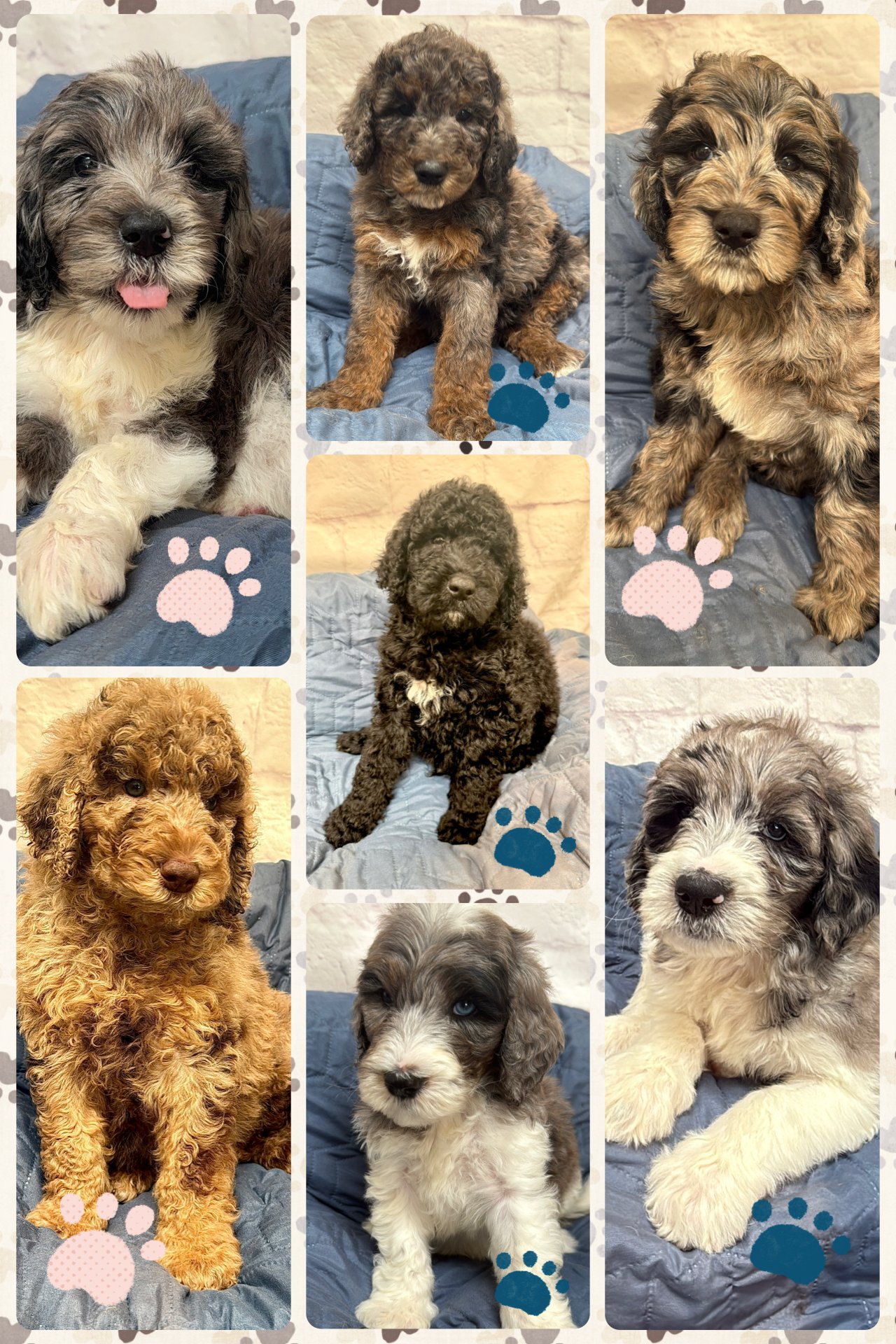 Collage of seven adorable puppies, each with different fur colors and textures, sitting on or near a blue blanket, with paw print graphics overlayed.