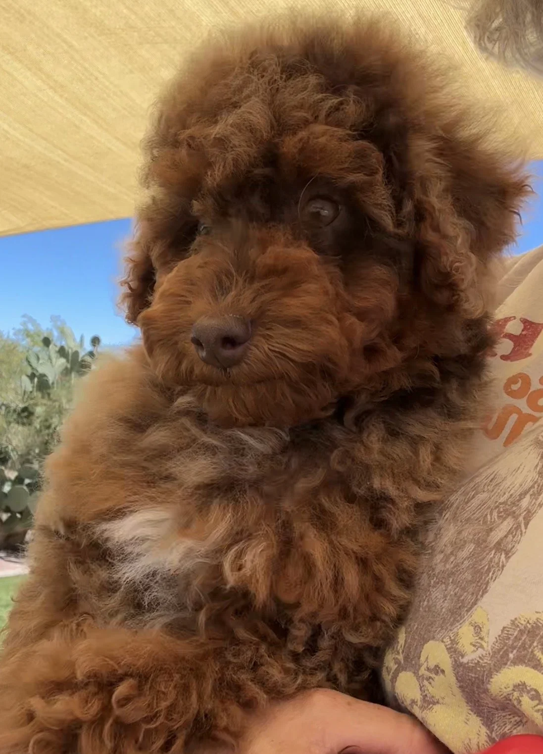 Chip- 12 weeks old