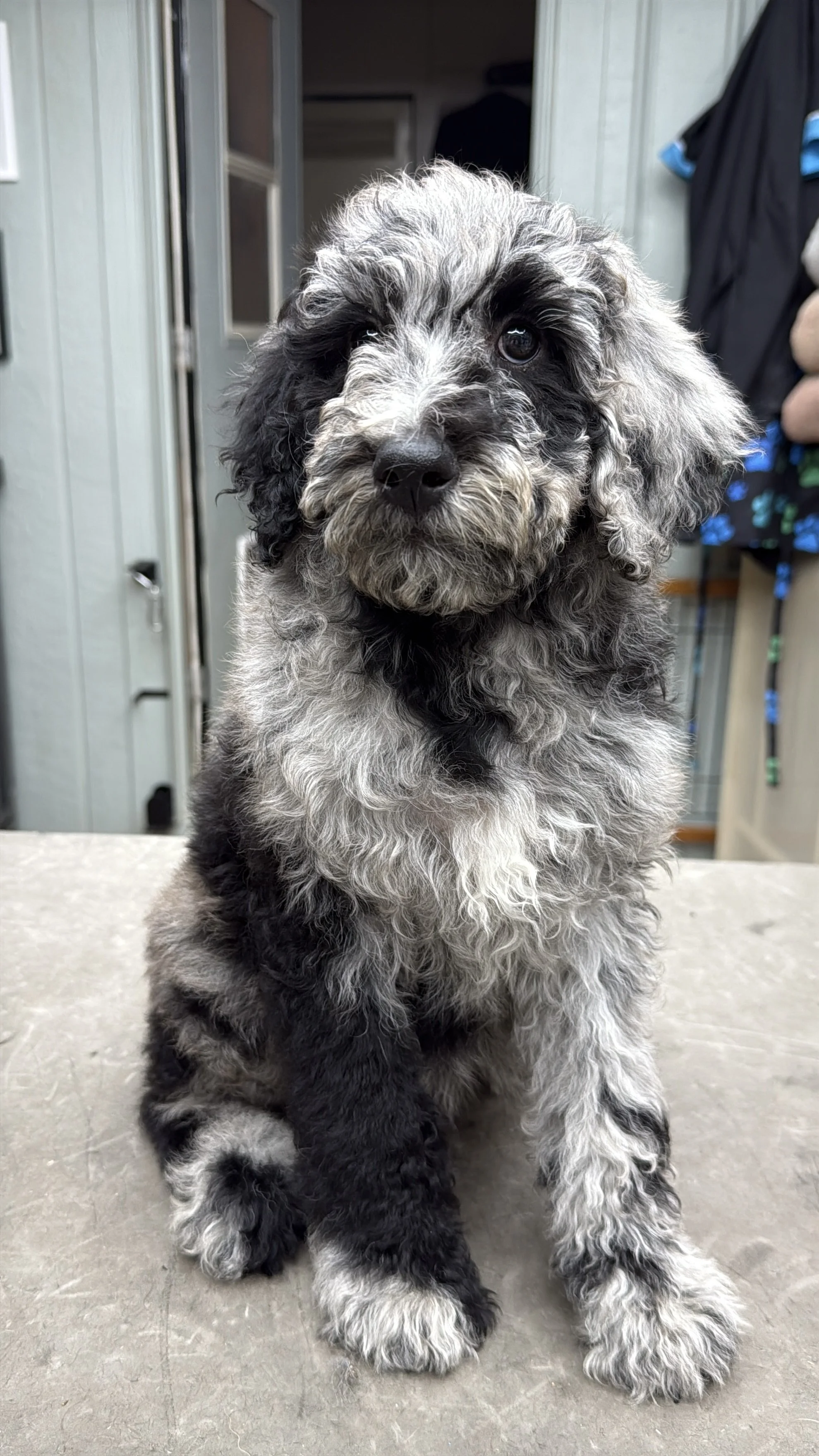 Jessie - Female - 10 weeks old
