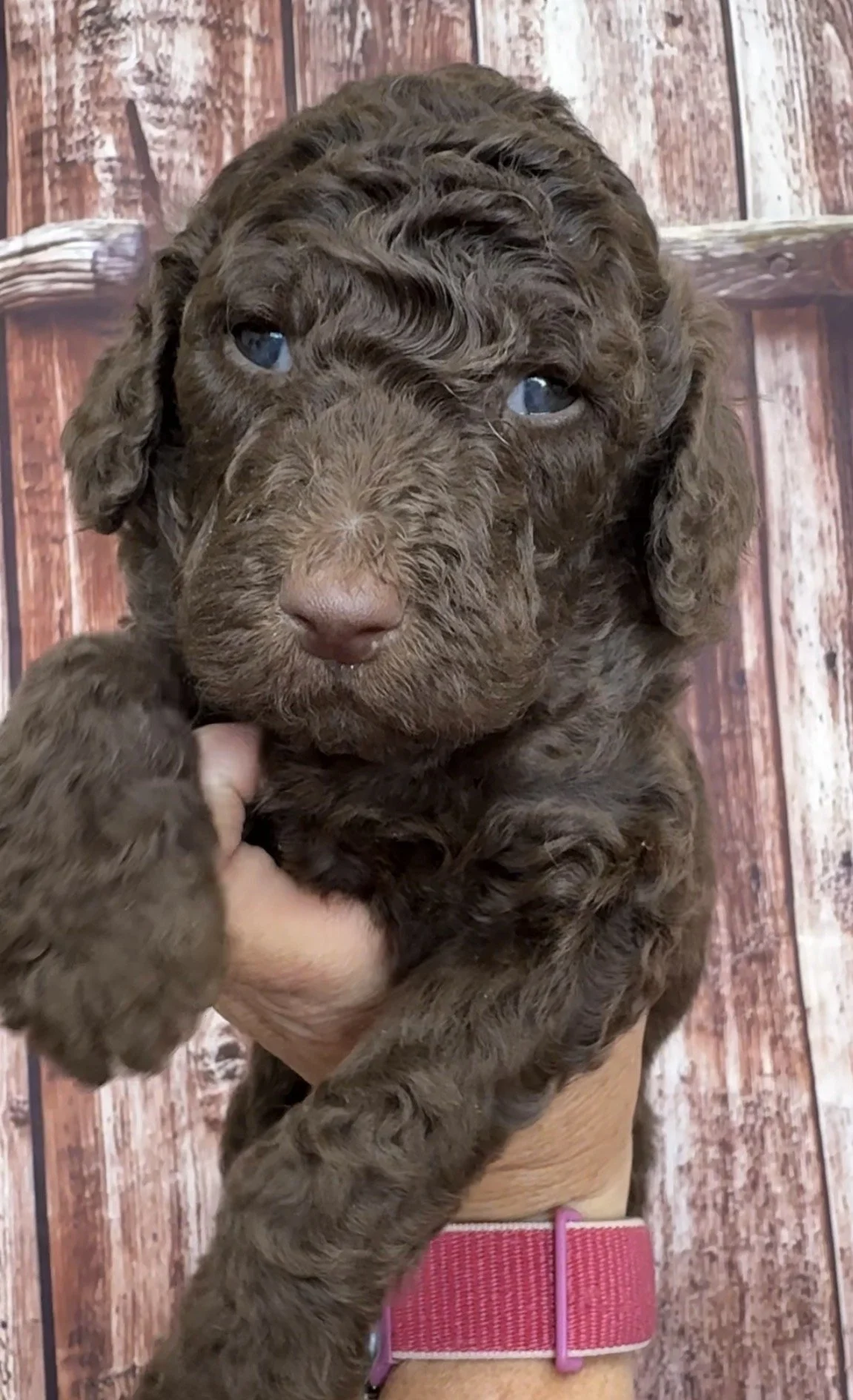 Male -  4 weeks old - Brown