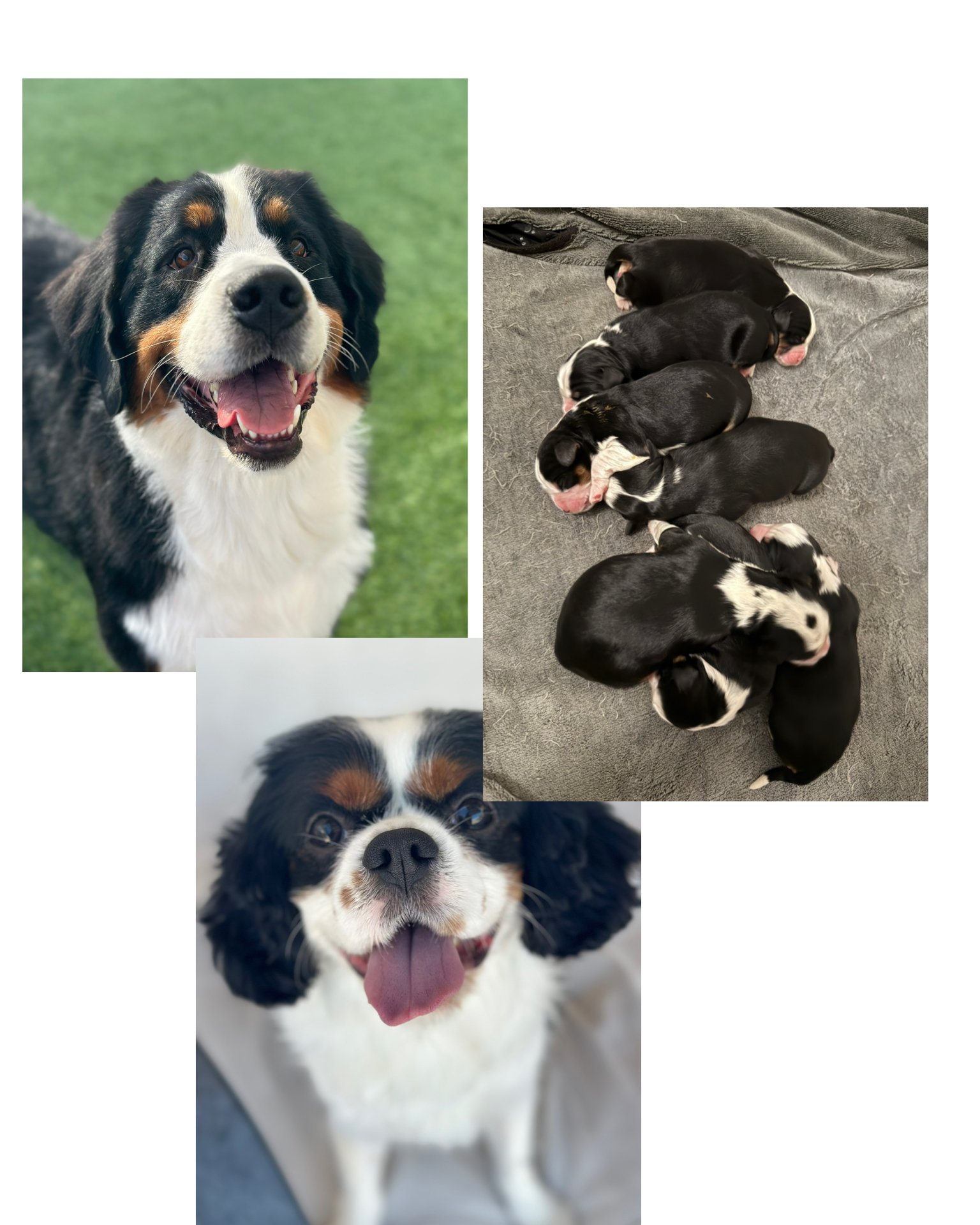 Collection of photos featuring a Bernese Mountain dog, a group of newborn puppies, and a Cavalier King Charles Spaniel puppy.