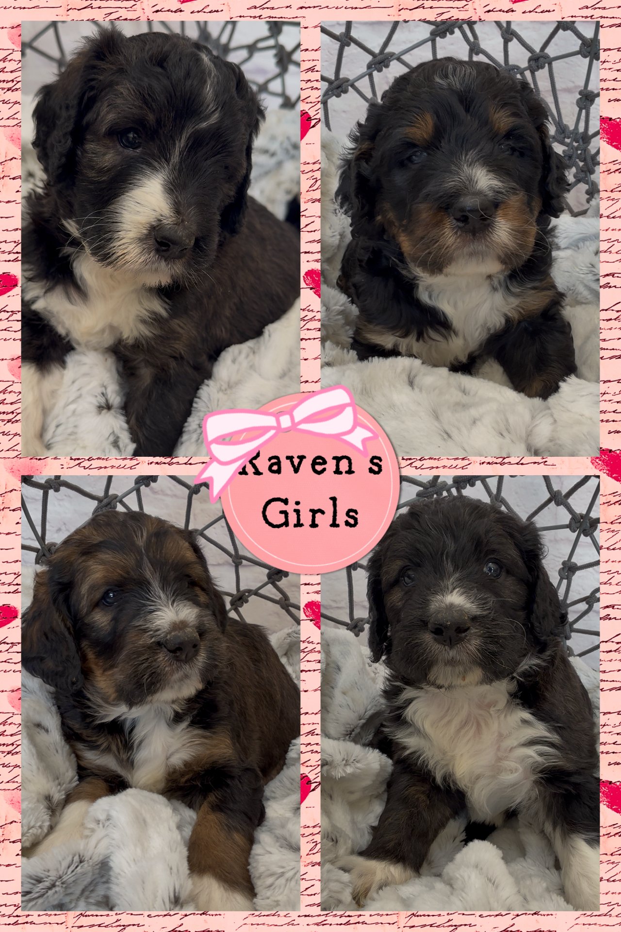 Four adorable puppies with black, brown, and white fur, sitting on a soft white blanket with a wire fence in the background. In the center of the collage is a pink circle with a pink bow that reads "Raven's Girls." The collage has a pink book-themed 