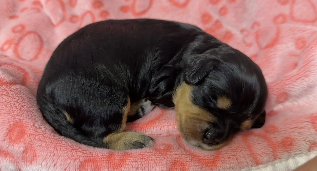 Female - two weeks old