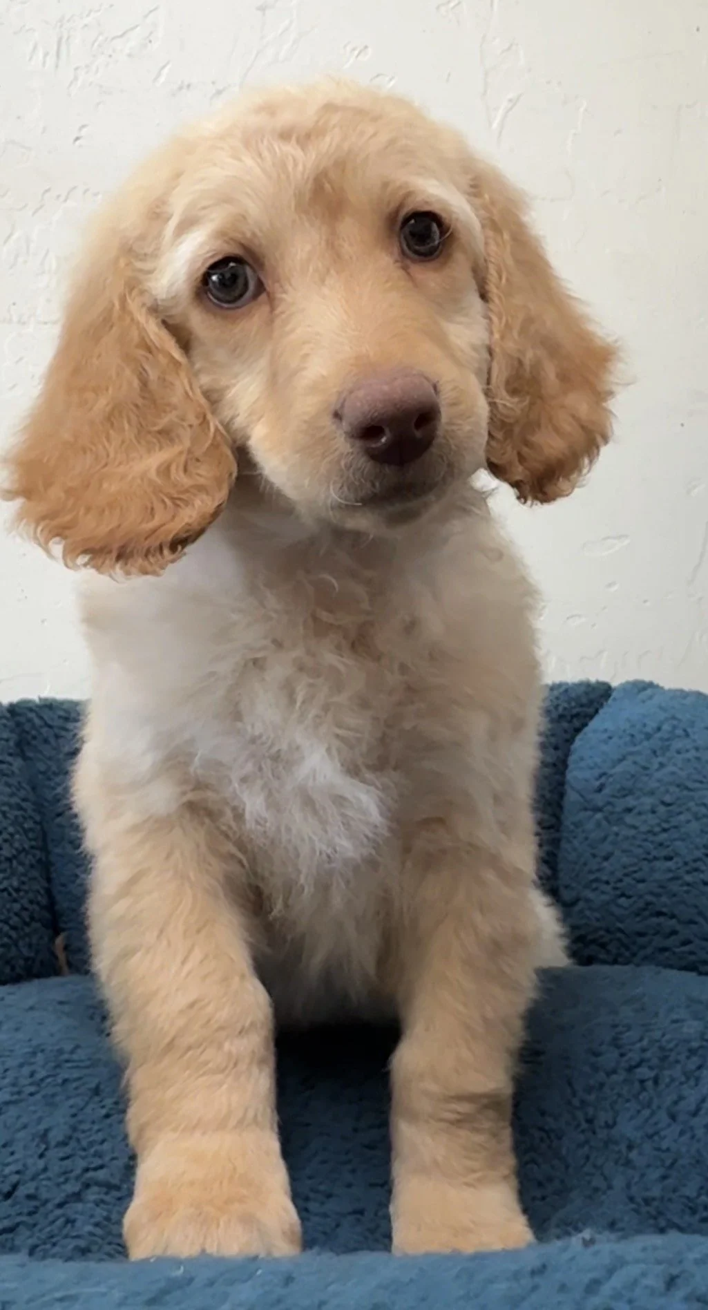 9 weeks old - female