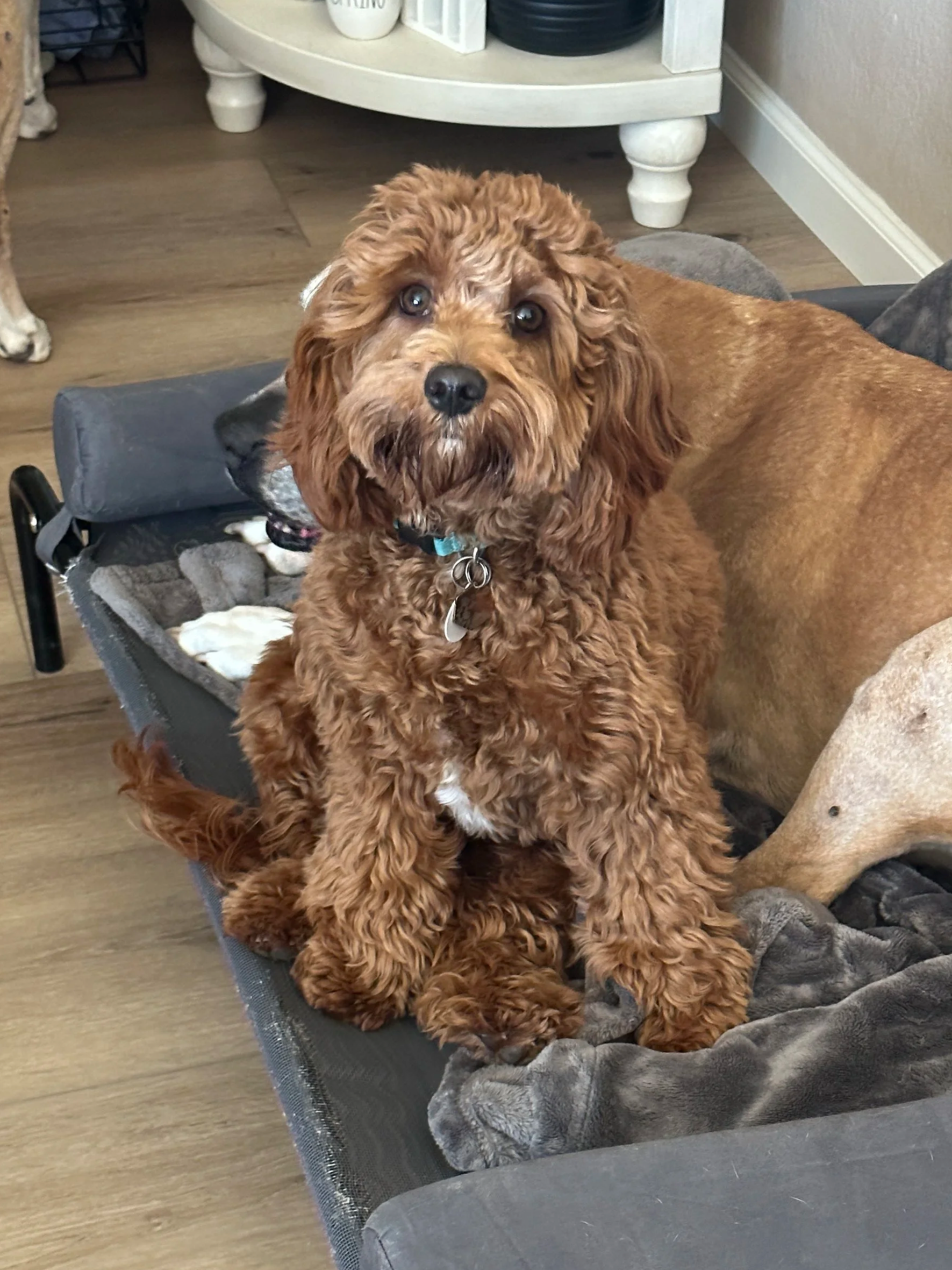 A brown curly-haired puppy sitting on a dog bed with blankets, with another dog lying down beside it and part of a third dog visible in the background, in a cozy indoor setting.