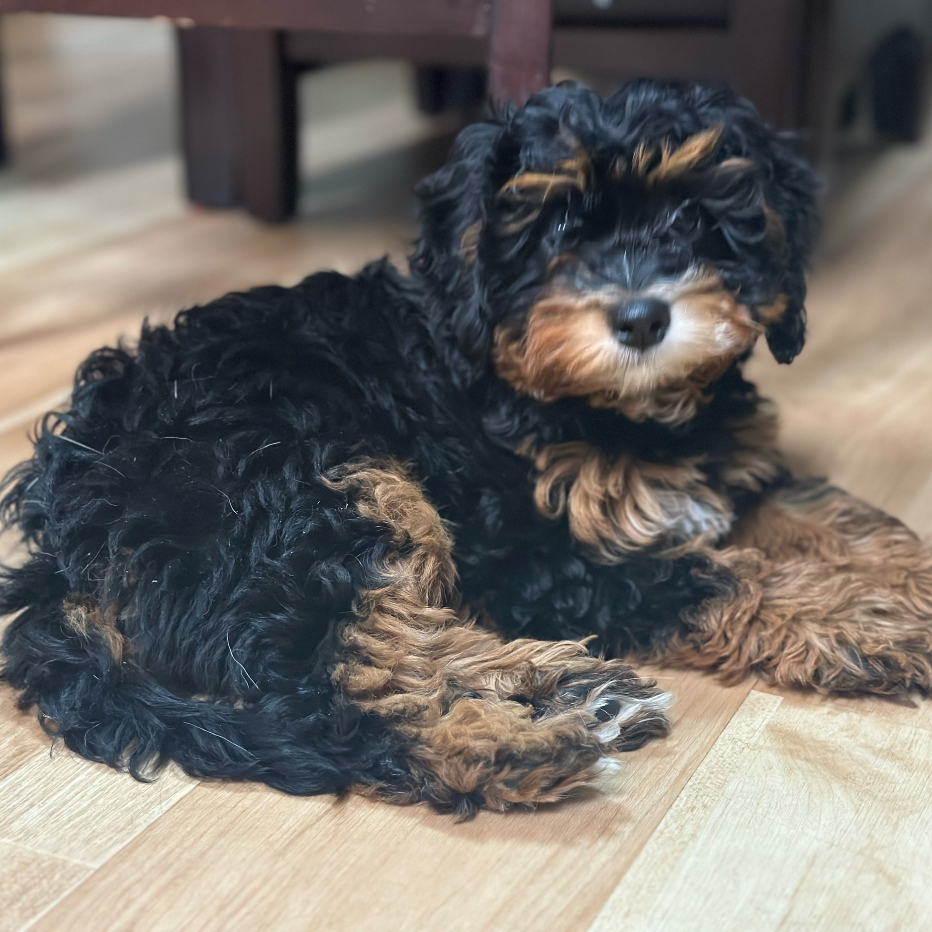 A black and tan curly-haired puppy lying on a wooden floor near some furniture.