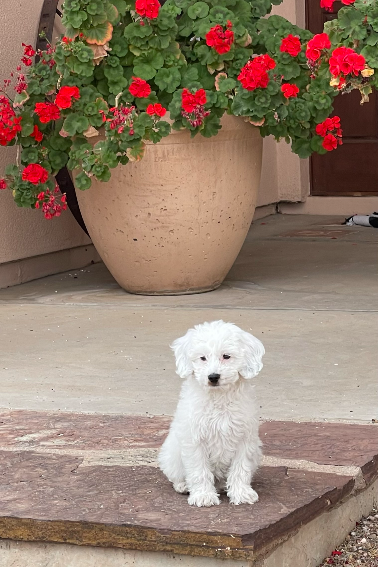 A small, white puppy sitting on a stone step in front of a large pot with red flowers on a porch.