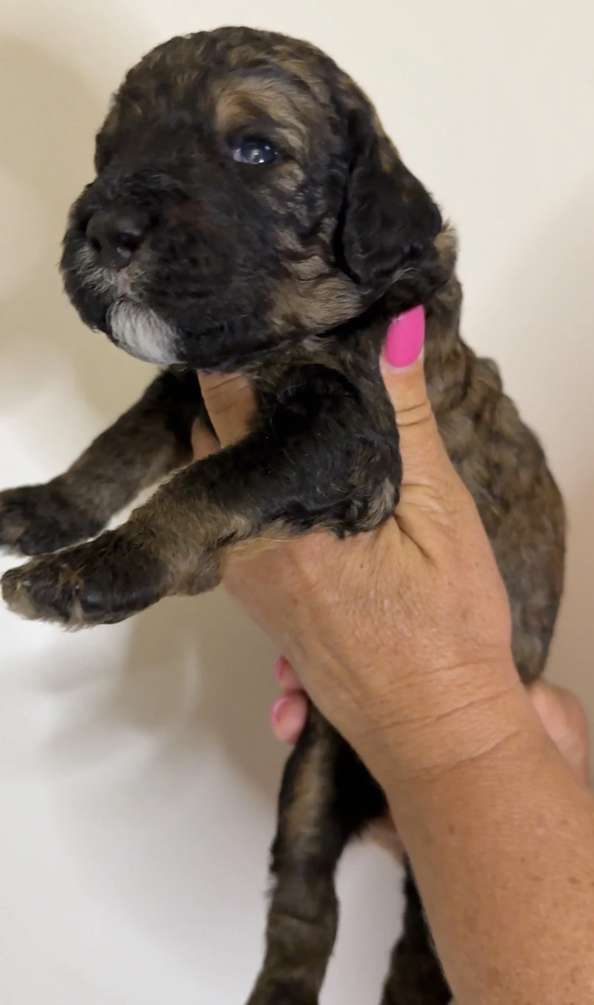 FEMALE - Two weeks old