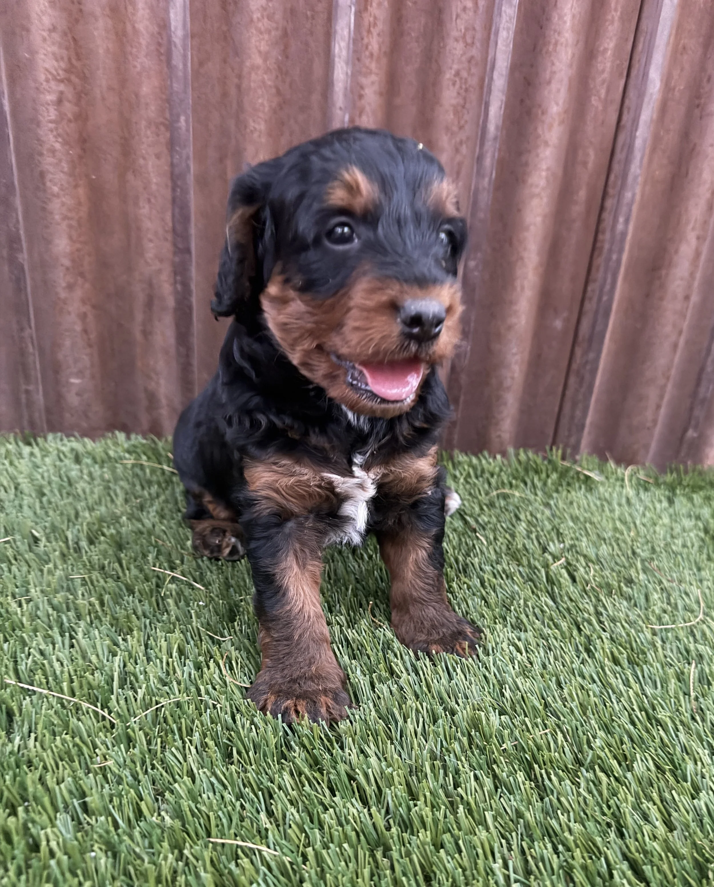 Two Males - 4 weeks old