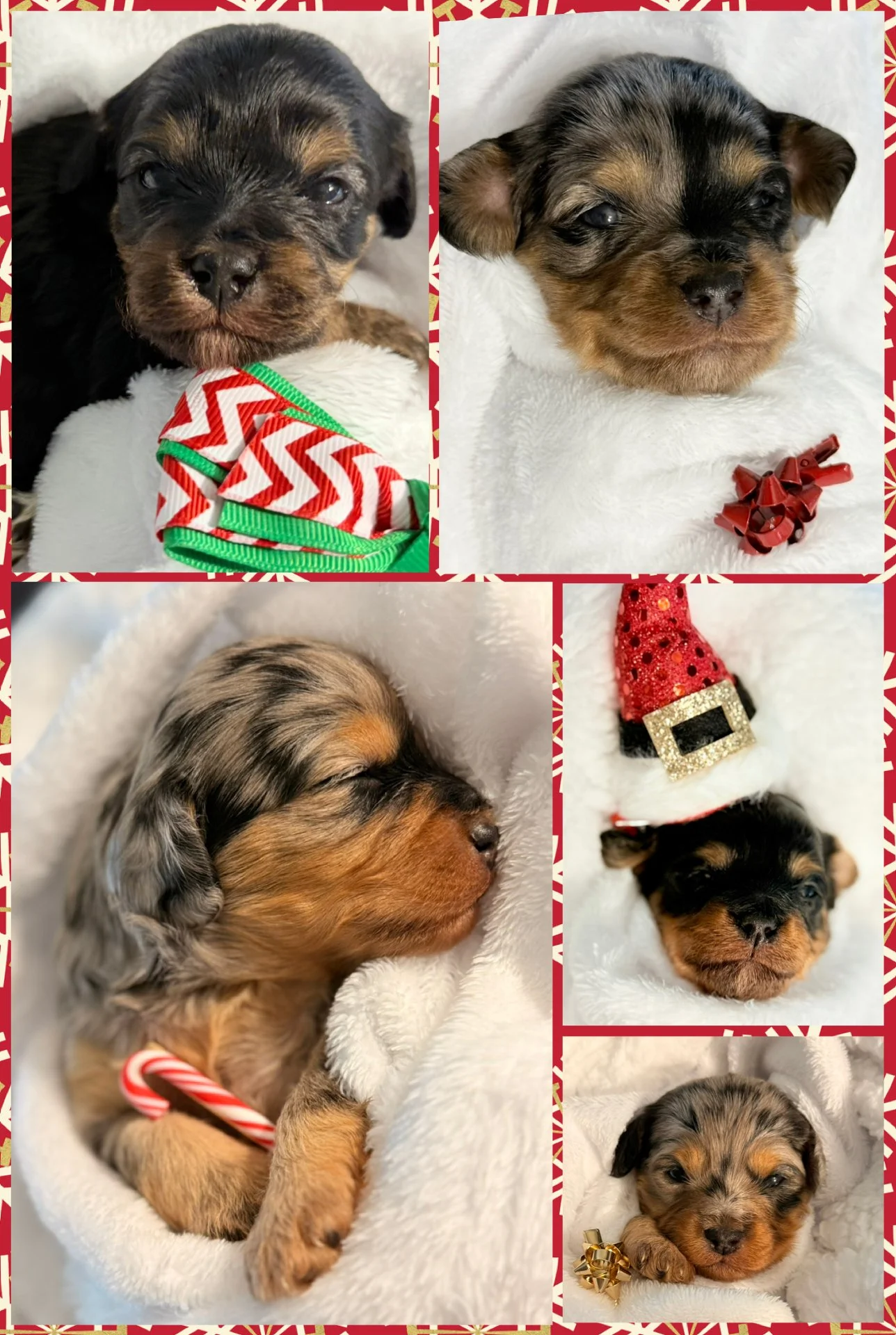 Six adorable sleeping puppies with festive accessories, including bows, ribbons, and a Santa hat, on a soft white blanket with a holiday-themed border.