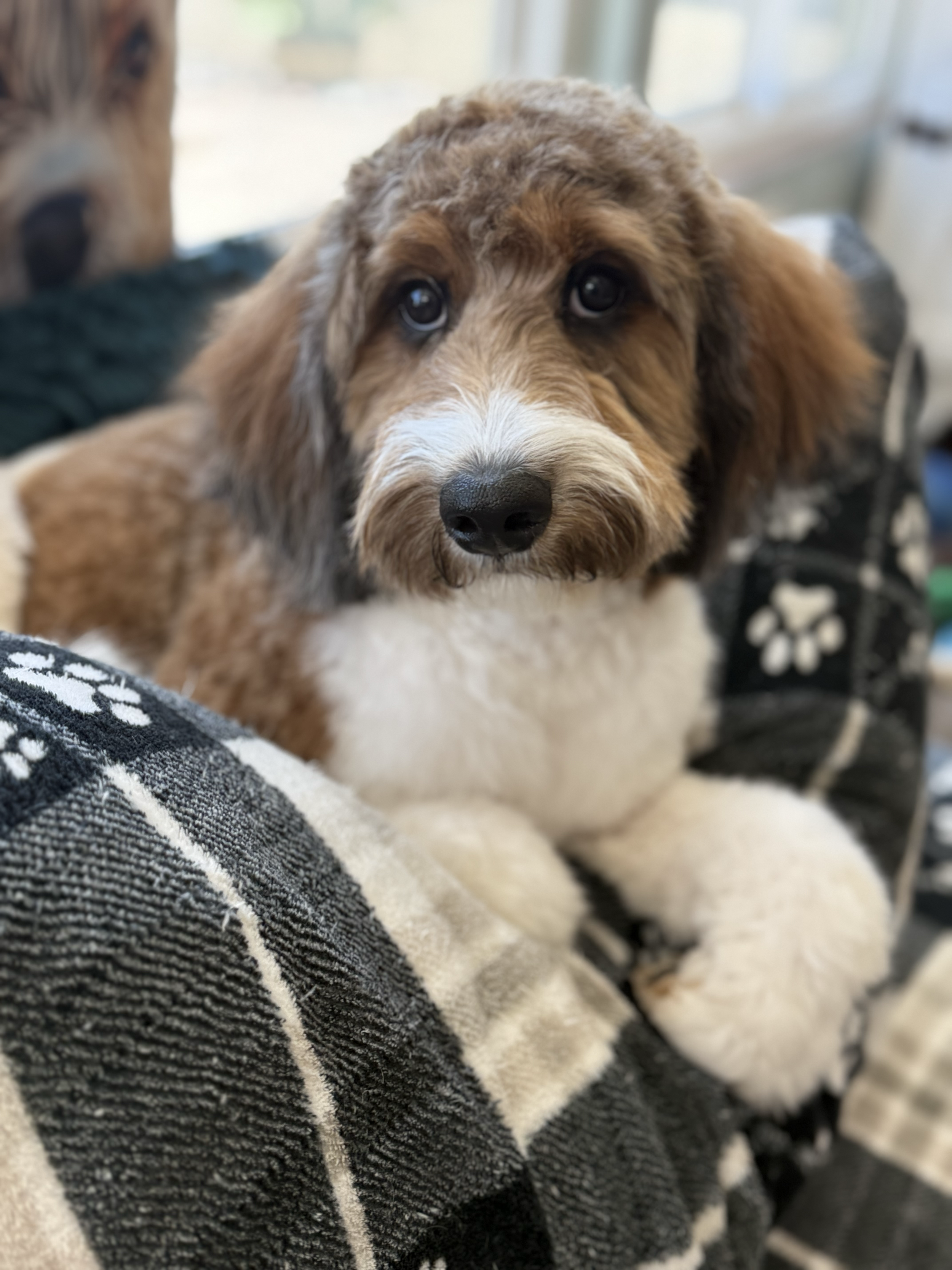 Close-up of a cute brown and white puppy with expressive eyes, resting on a black and white checkered blanket.