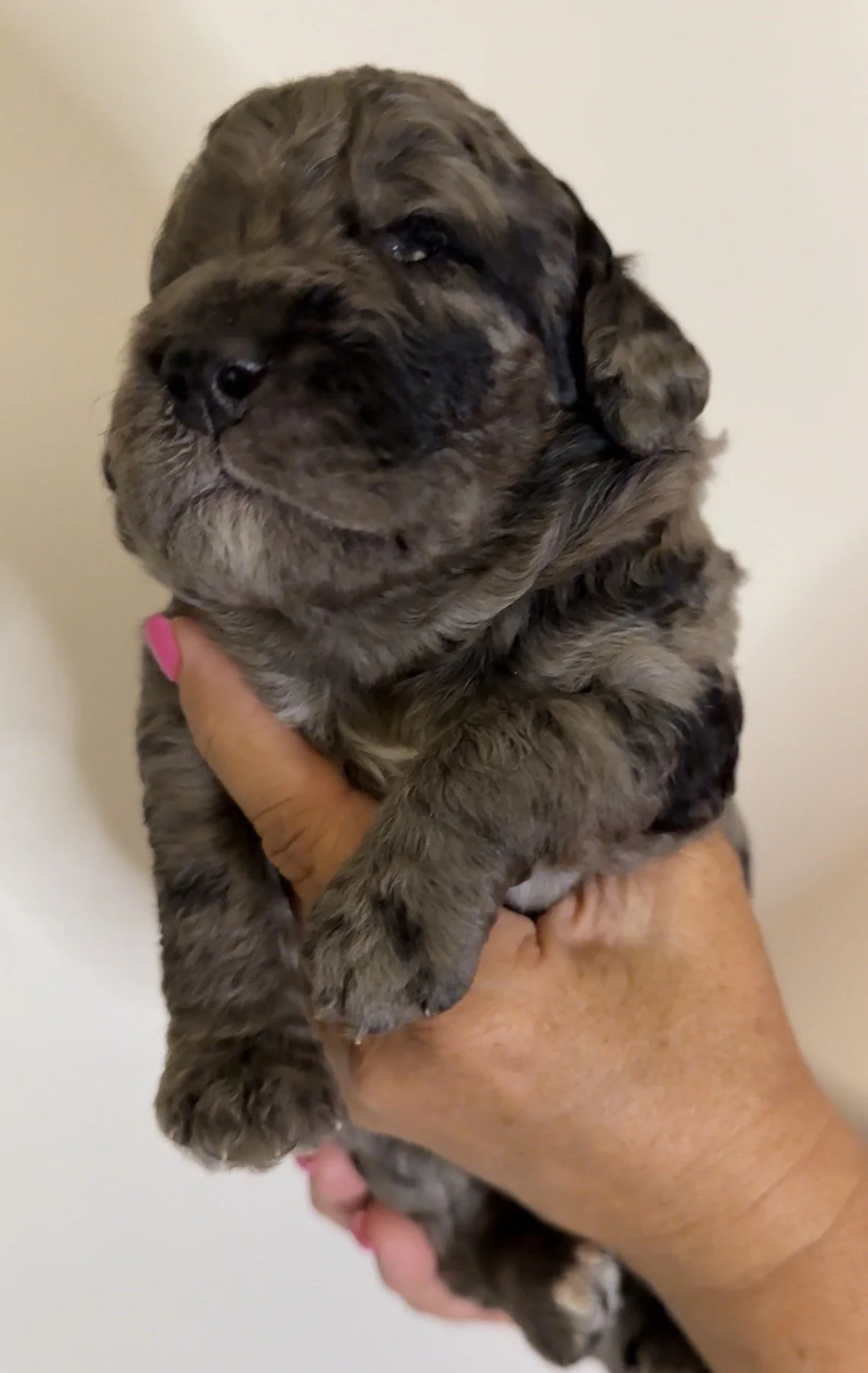 MALE - Two weeks old