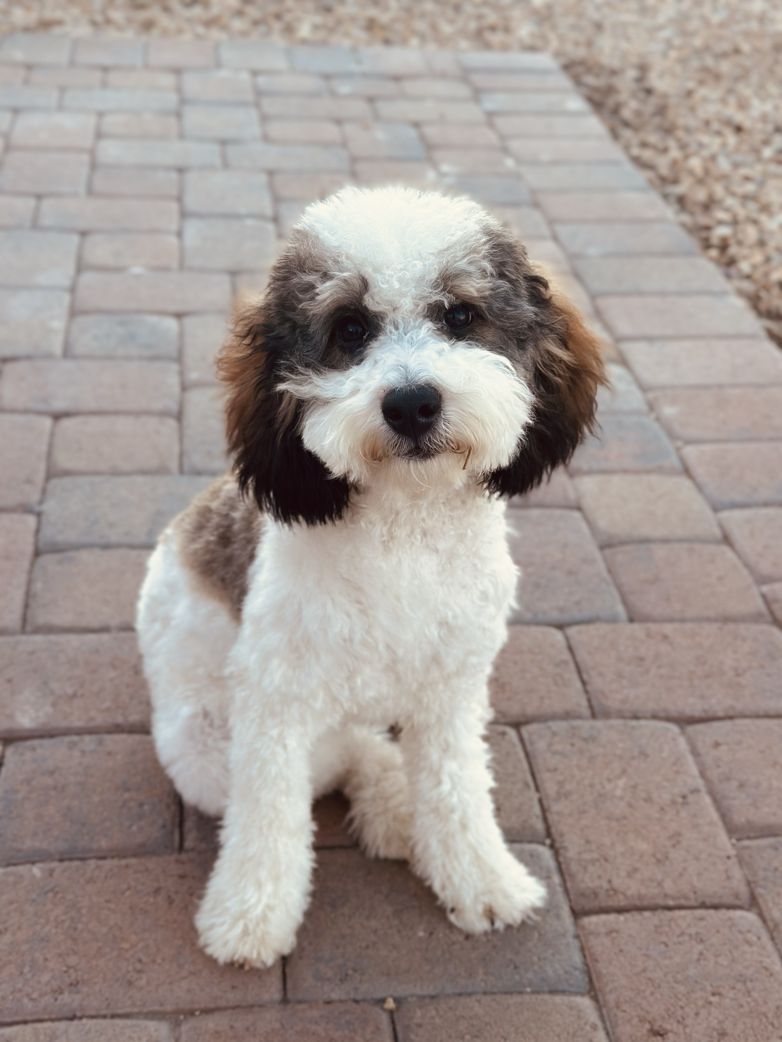 Adorable fluffy puppy with curly fur, white with black and brown patches, sitting on a brick pathway.