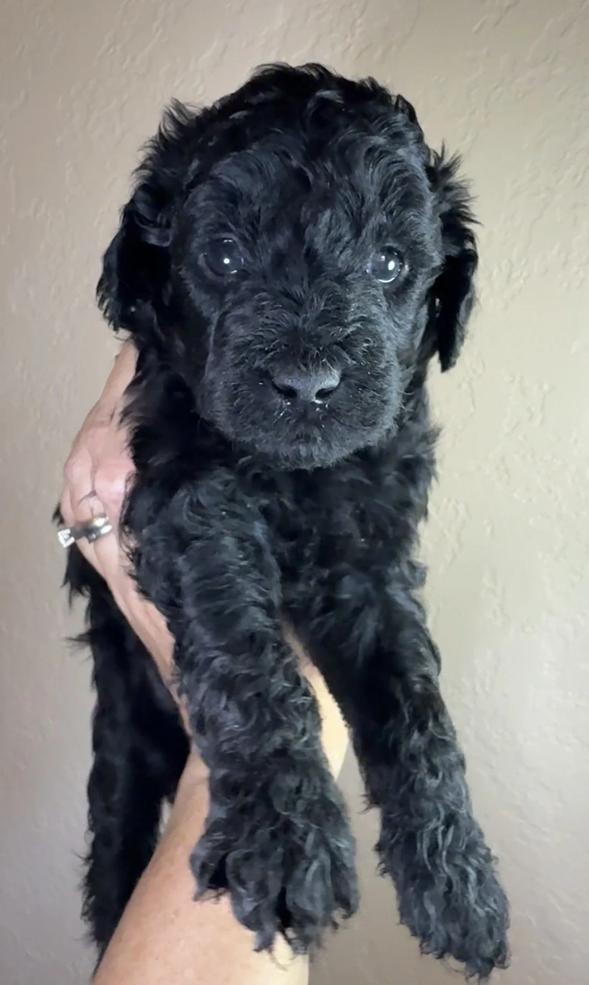 Male - 4 weeks old - Solid Black