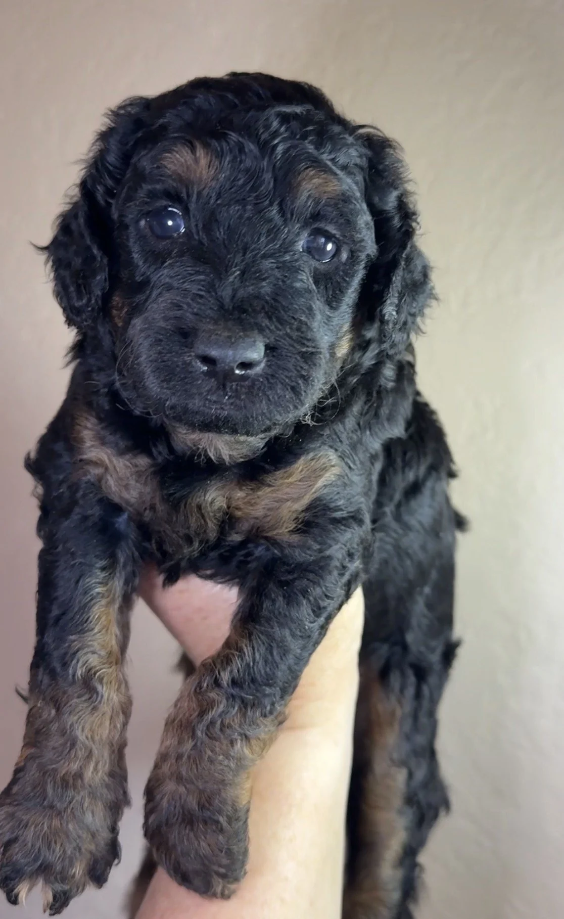 Male - 4 weeks old - Phantom Color