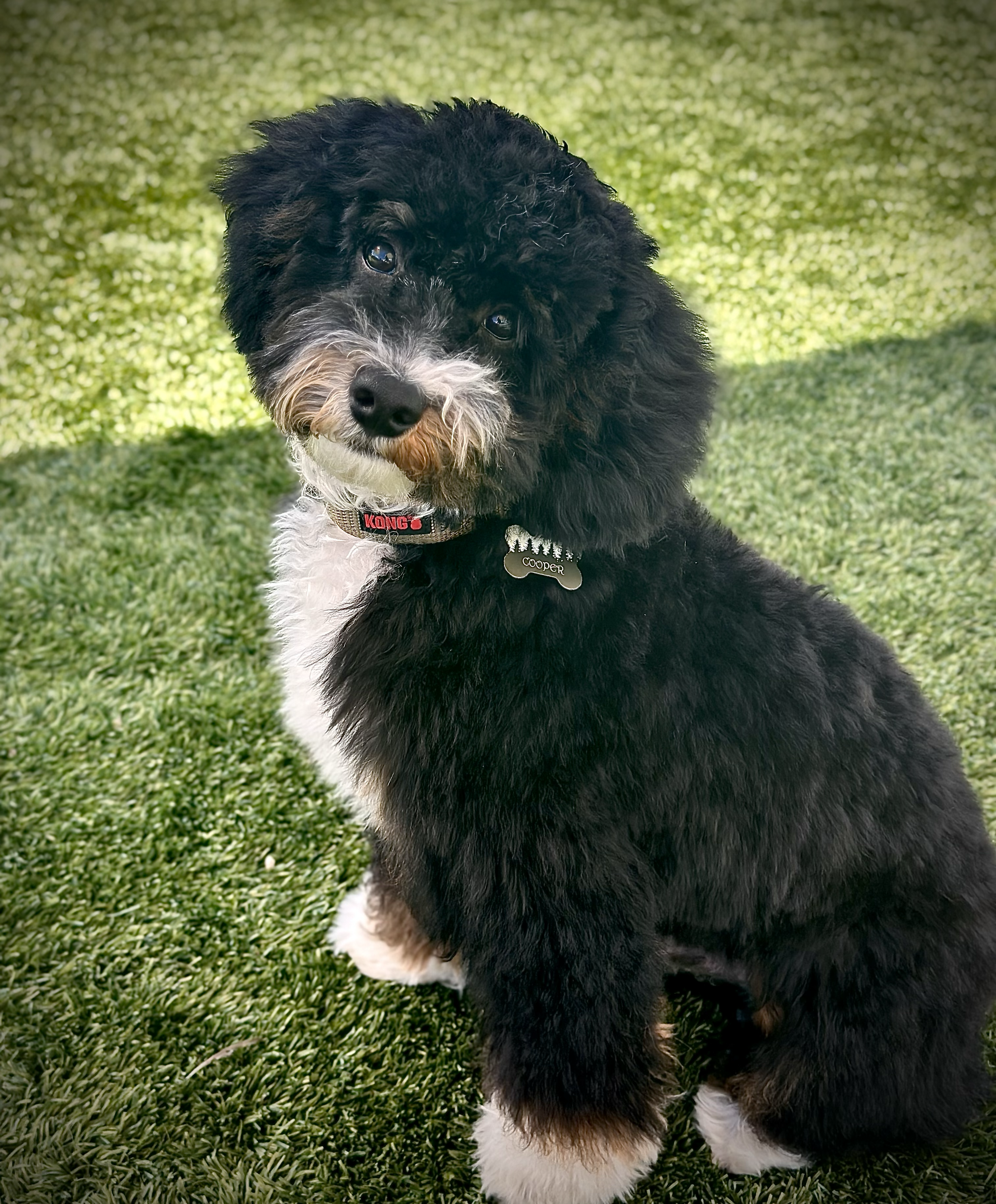 Adorable black and white puppy sitting on green grass, looking at the camera.