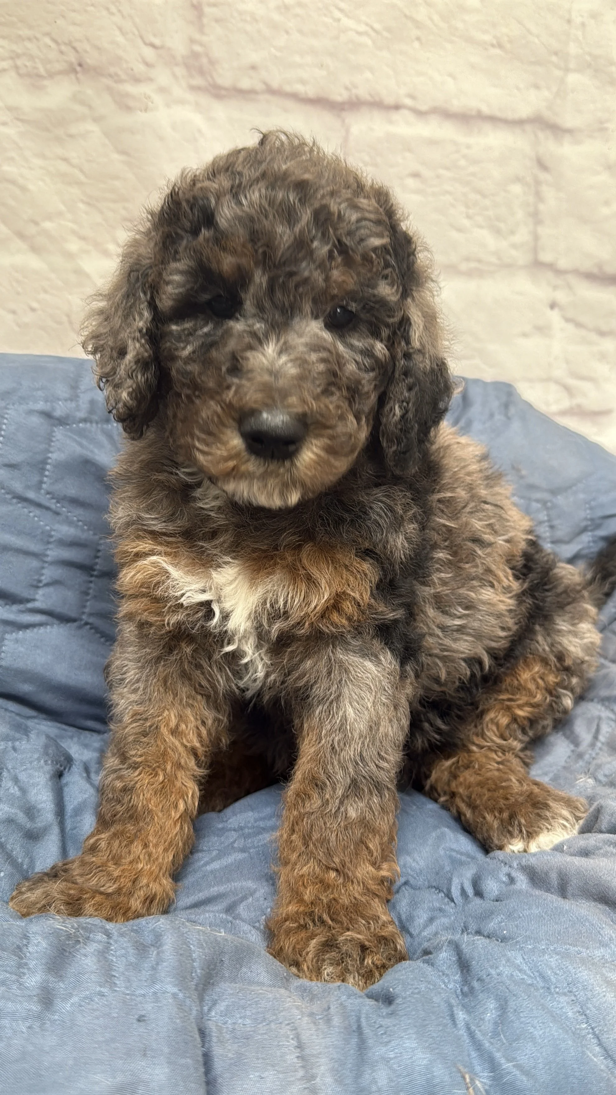 A fluffy puppy with black, brown, and white curly fur sitting on a blue quilted blanket and looking at the camera.