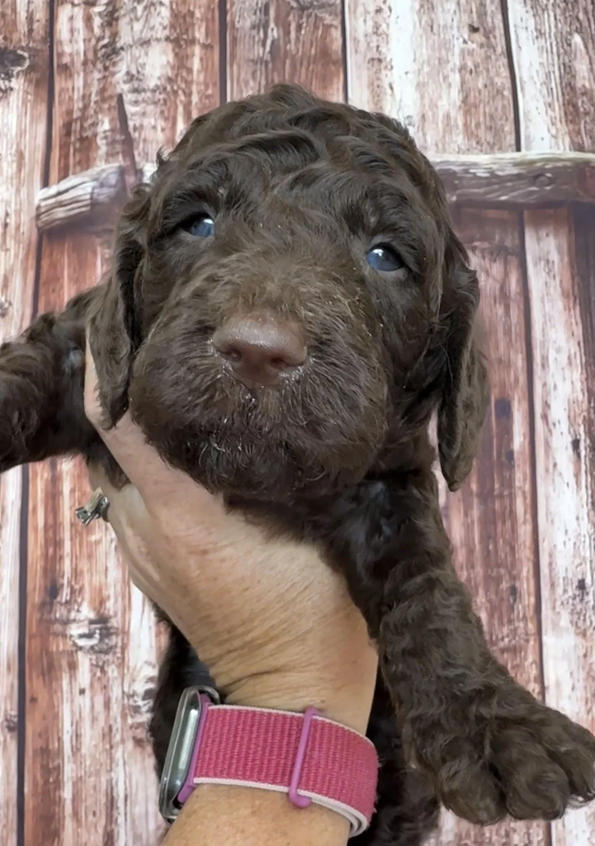 Male - 4 weeks old - Solid brown