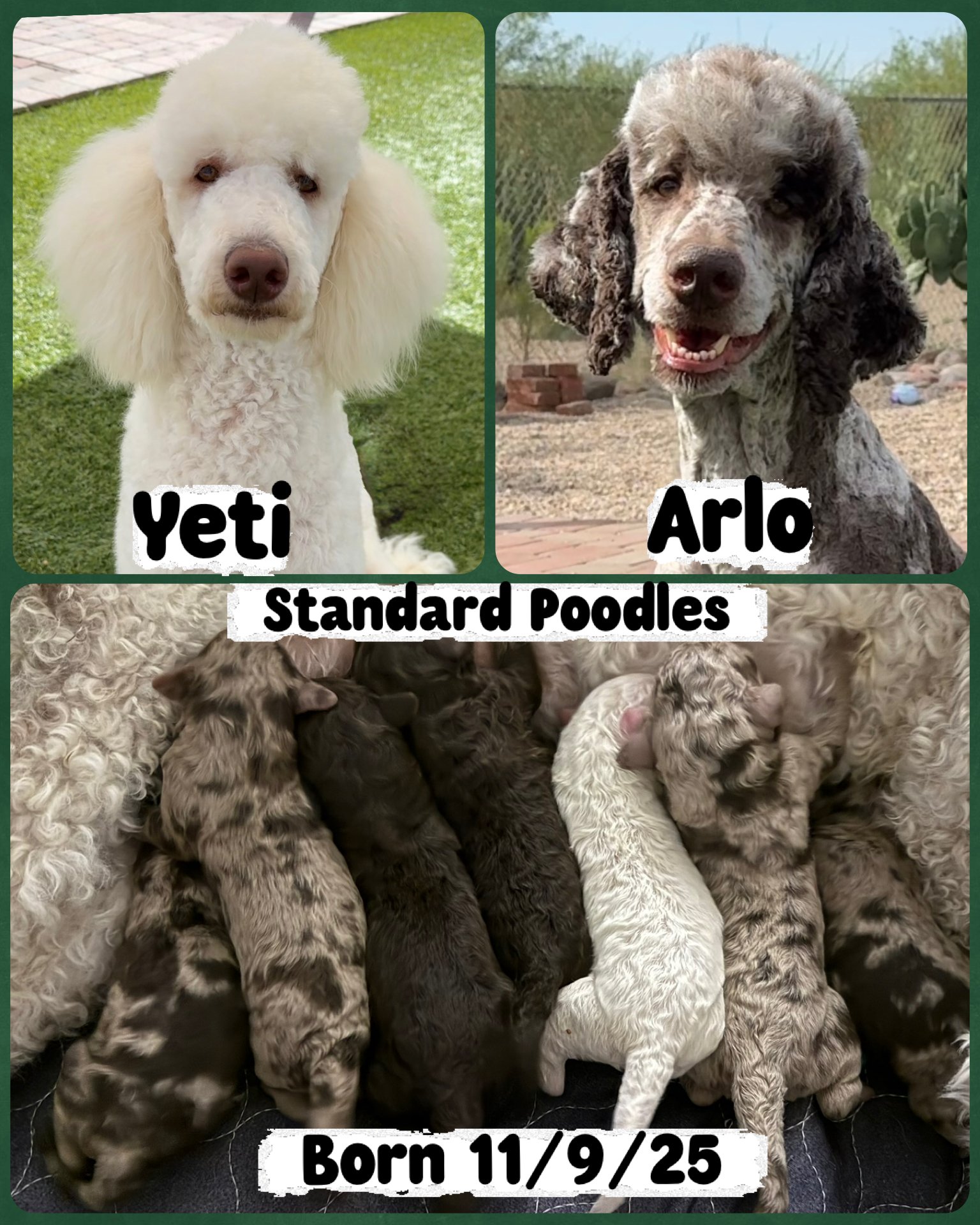 A collage of two adult poodles, one cream-colored named Yeti and one gray and white named Arlo, with a photo of seven newborn puppies of various colors and patterns. The puppies were born on November 9, 2025, and are part of the standard poodles bree