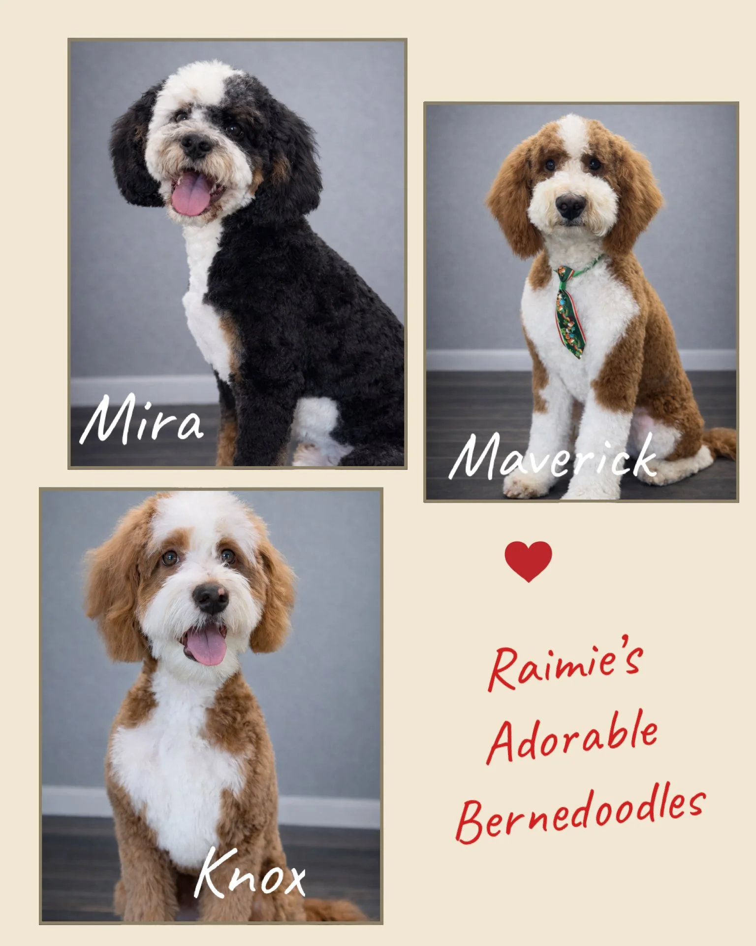Collage of three adorable Bernedoodle puppies named Mira, Maverick, and Knox, with a message saying 'Raimie's Adorable Bernedoodles' and a small red heart.