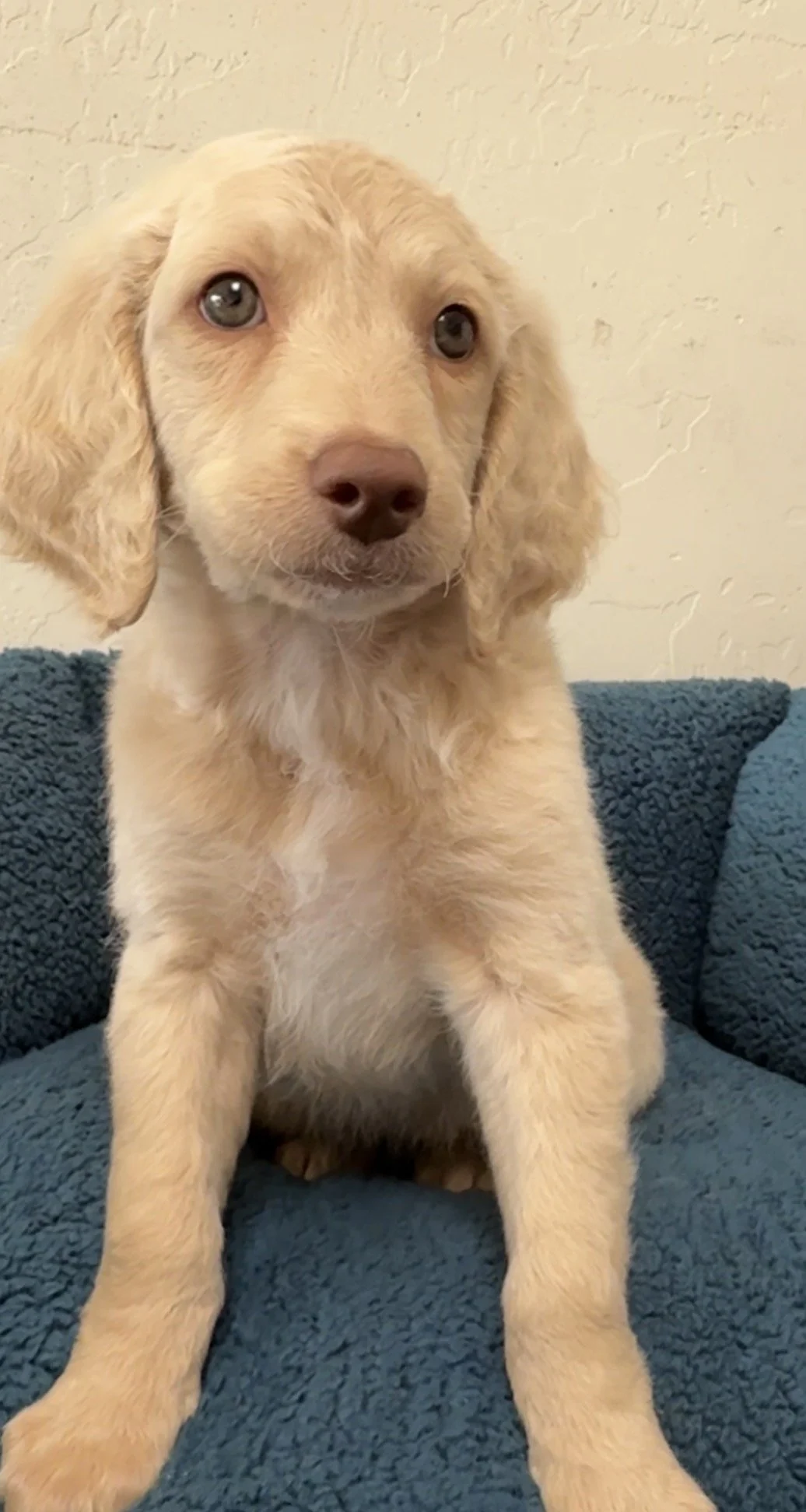9 weeks old - female