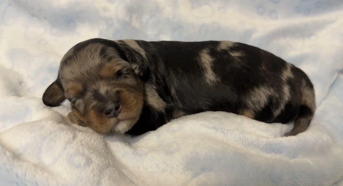 Male - two weeks old