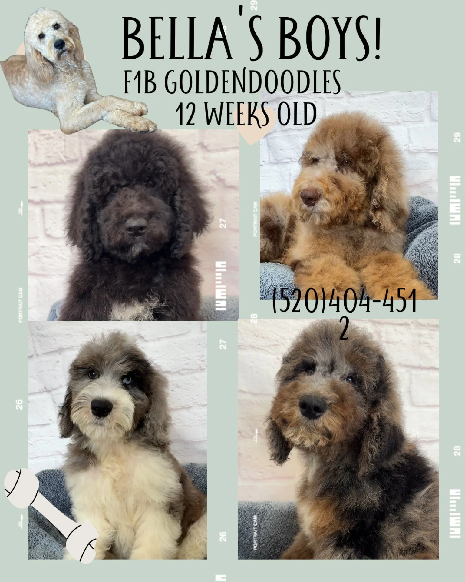 A digital collage announcing the birth of a litter of Golden Doodle puppies. The collage includes four photos of the puppies, a puppy picture with a dog at the top left corner, and decorative elements like a bone and a measuring tape border. The text