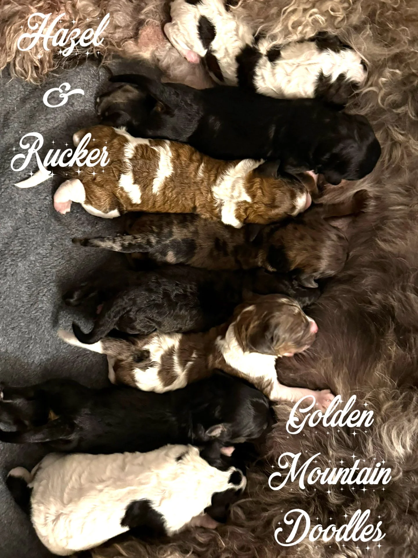 Six newborn puppies of various colors and patterns cuddling together on a soft surface, with text overlay labeling them as Hazel, Rucker, Golden, Mountain, Doodles.