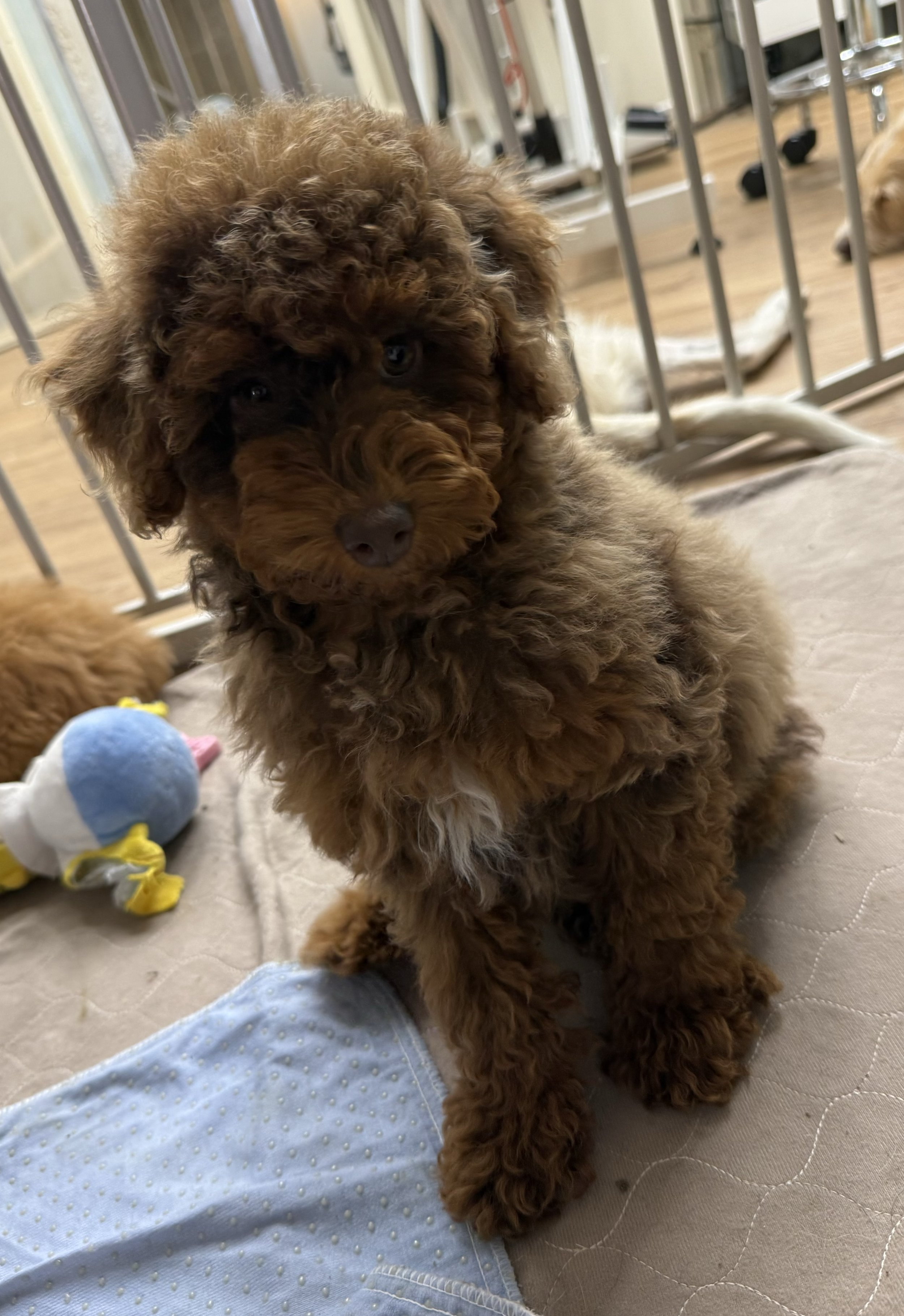 Chip- 12 weeks old