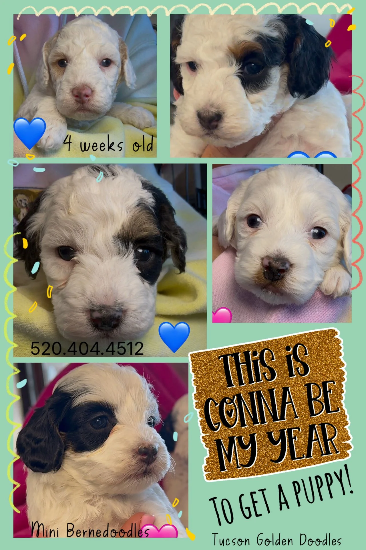 Collage of five photos of adorable puppies at different ages, with colorful doodles and text. The top left puppy is four weeks old, lying on a blanket, with the text '4 weeks old' and a blue heart. The top right puppy has black and white fur, looking