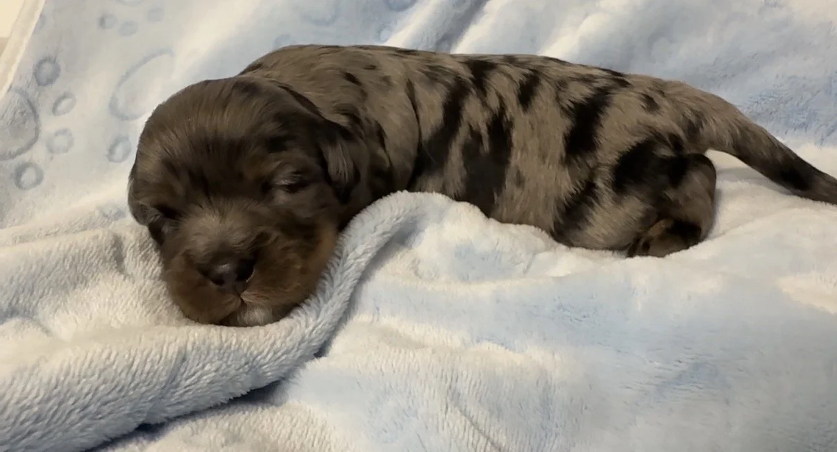 Male - two week old