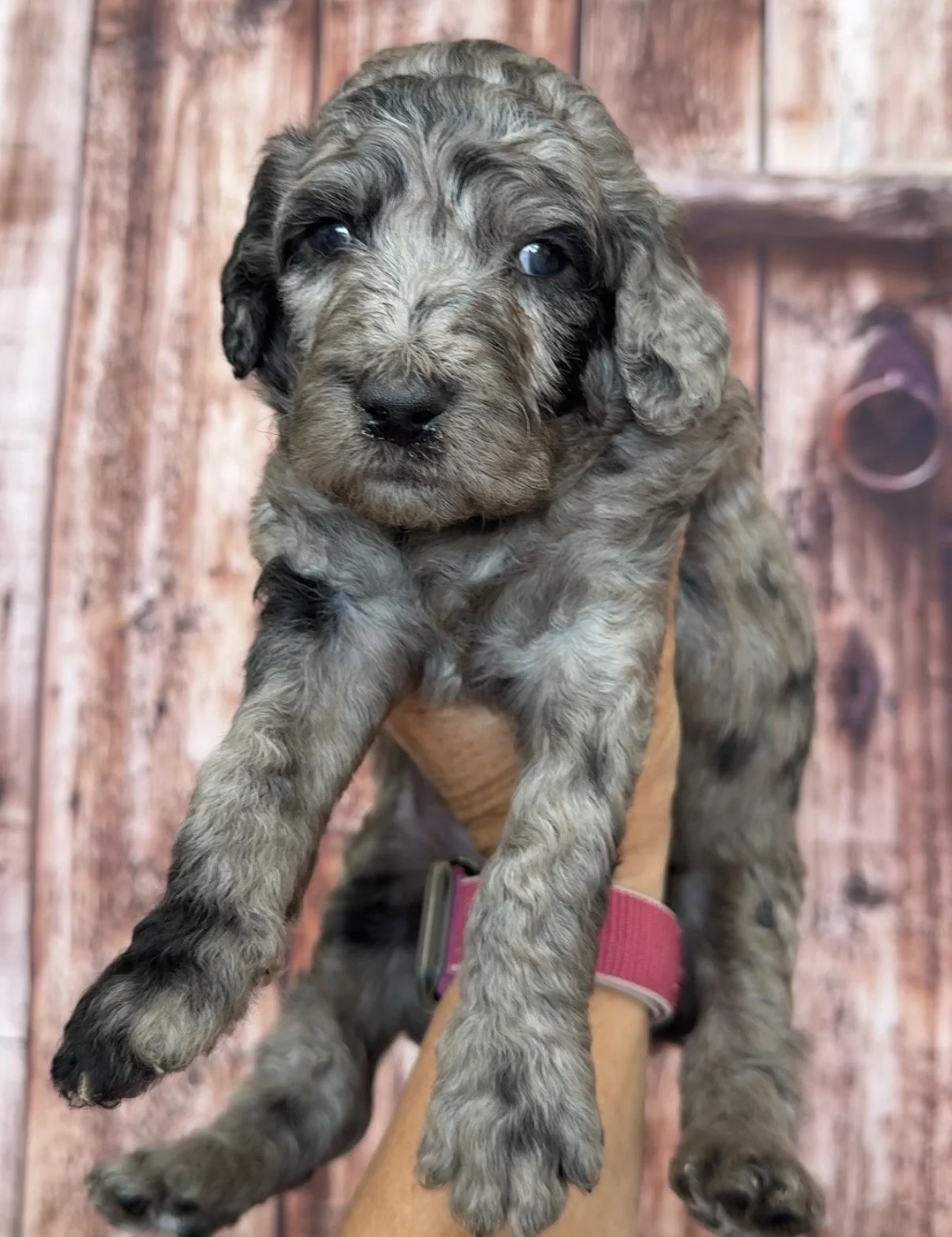 Male - 4 weeks old - Merle