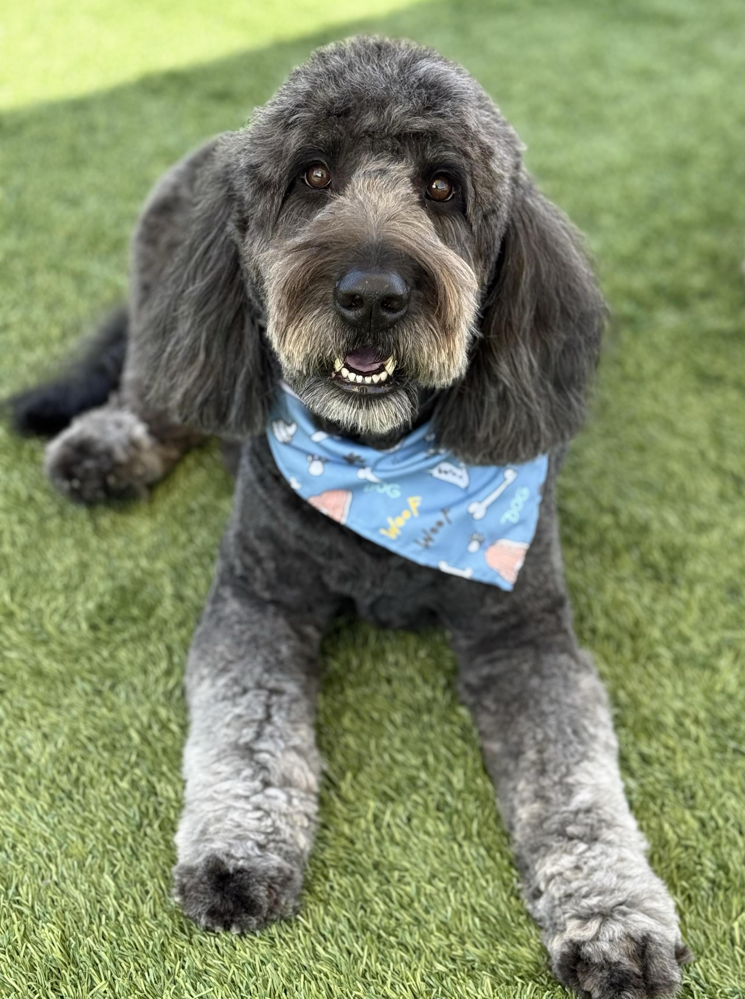 A cute dog lying on the grass, wearing a blue bandana with dog print and bone designs.