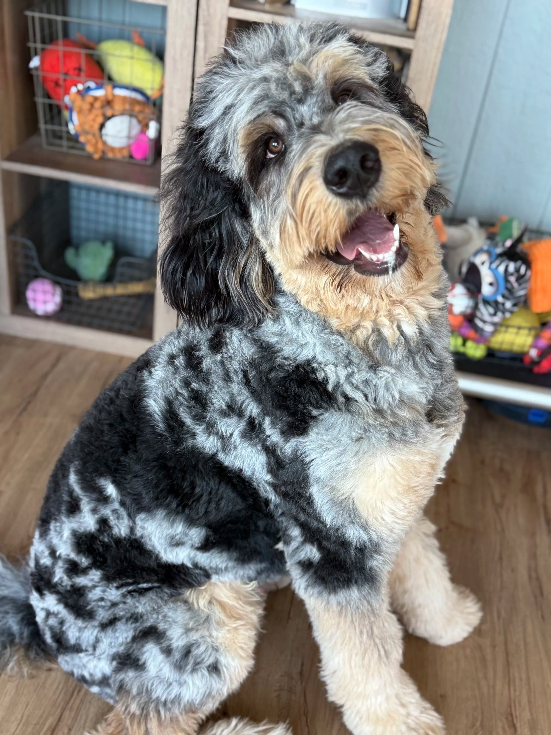 A fluffy mixed breed dog with a happy expression, sitting on a wooden floor, with shelves of dog toys in the background.