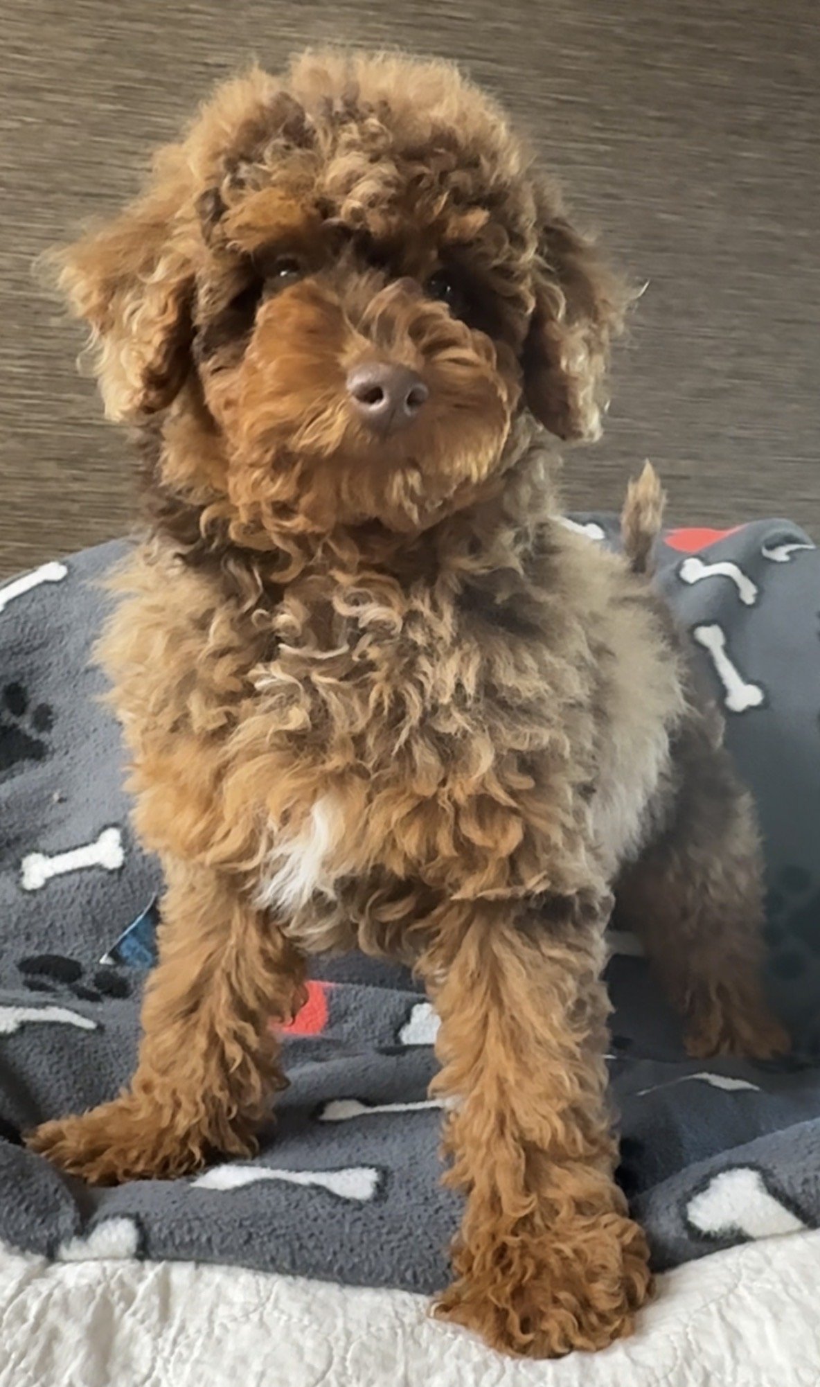 Chip- 12 weeks old