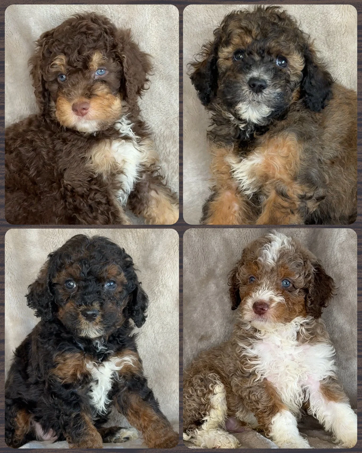 Four adorable puppies with curly fur, sitting on beige surfaces. Each puppy has distinct coat colors and patterns, with bright blue eyes and expressive faces.
