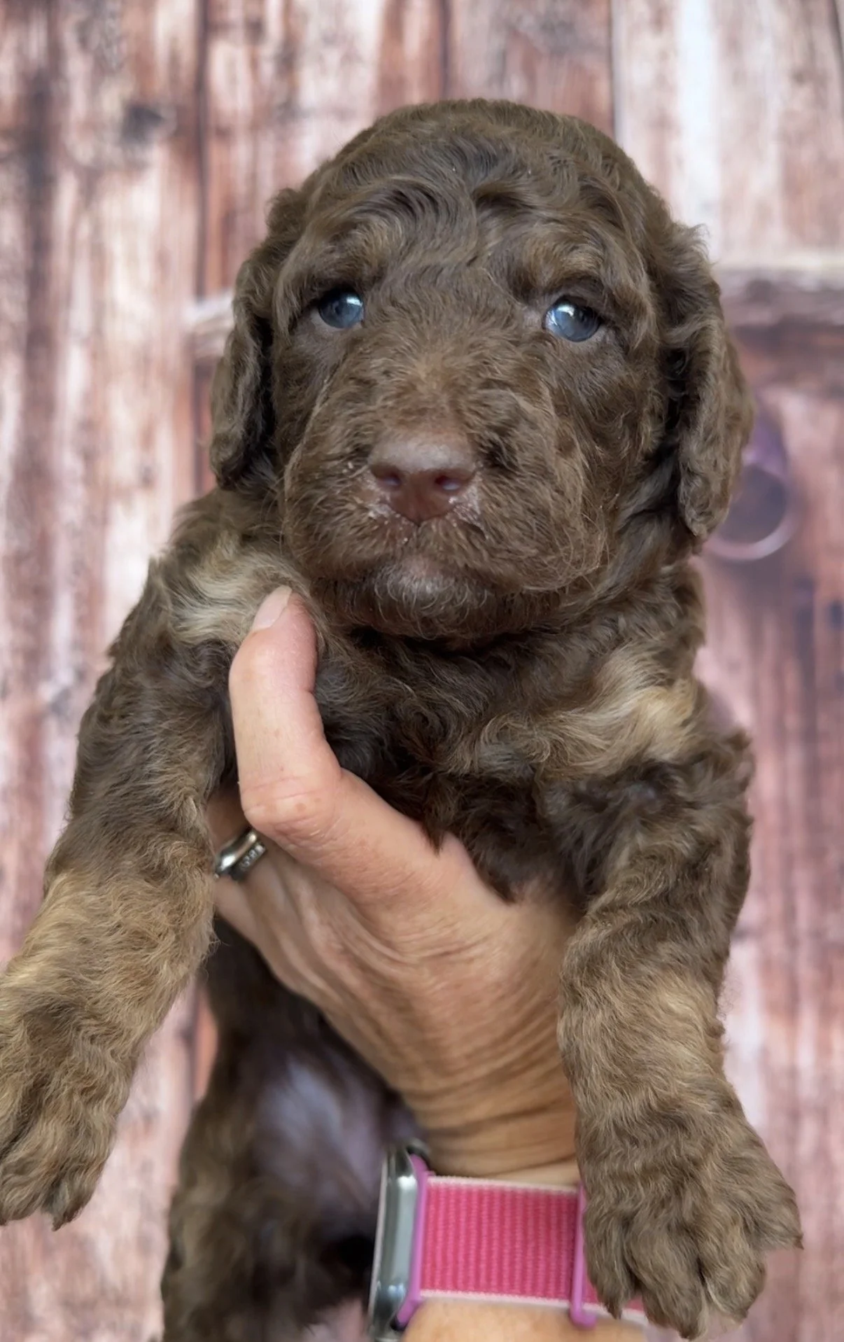 Female - 4 weeks old - Brown Phantom