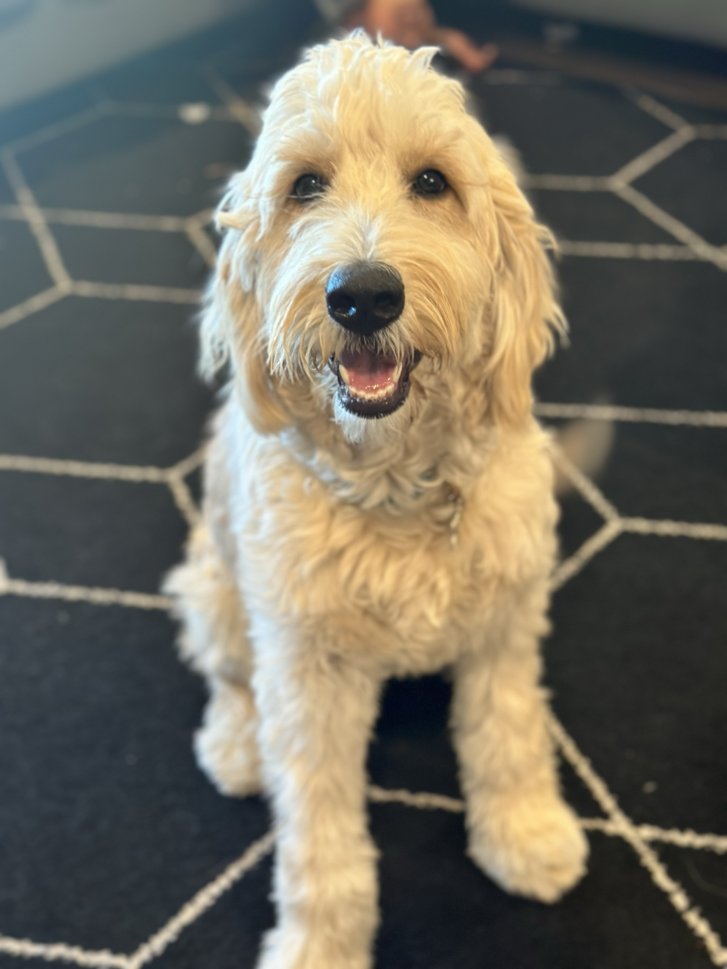 A happy, light-colored dog with a curly coat sitting on a dark rug with a white geometric pattern.